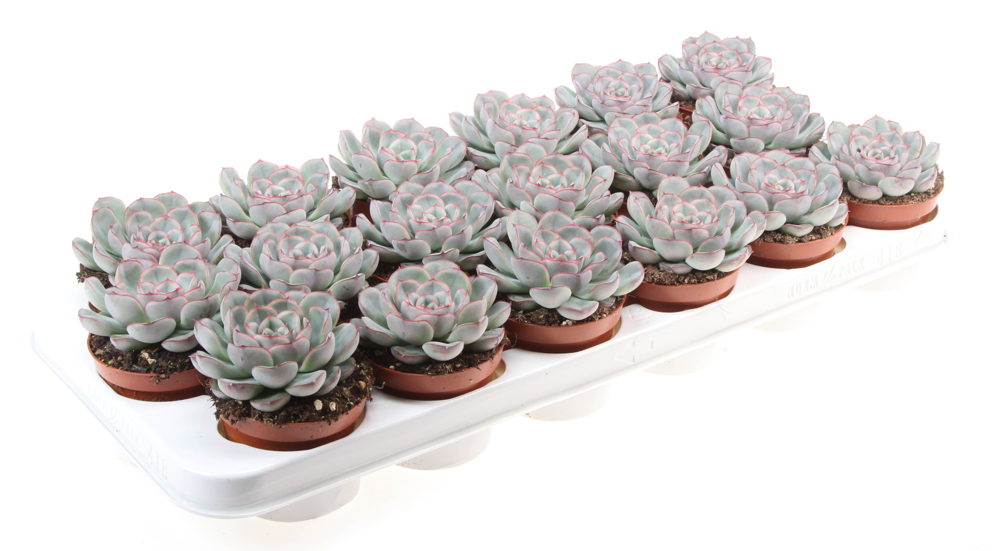 Echeveria Mystery, D 8,5 cm