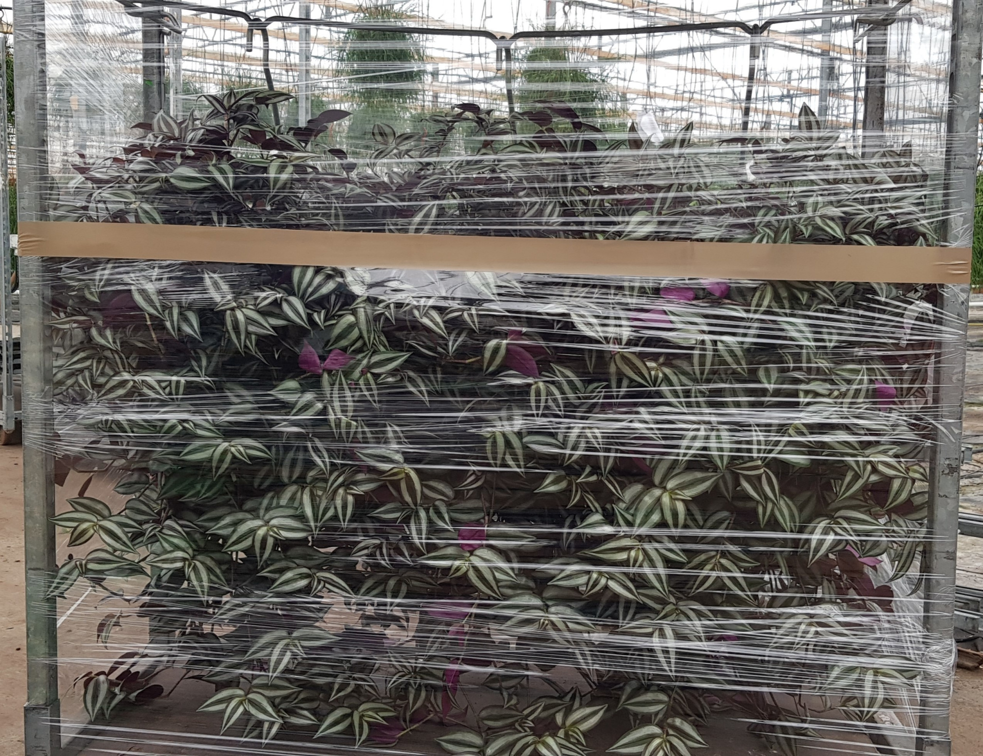 Xl Tradescantia Zebrina 25cm, D 25