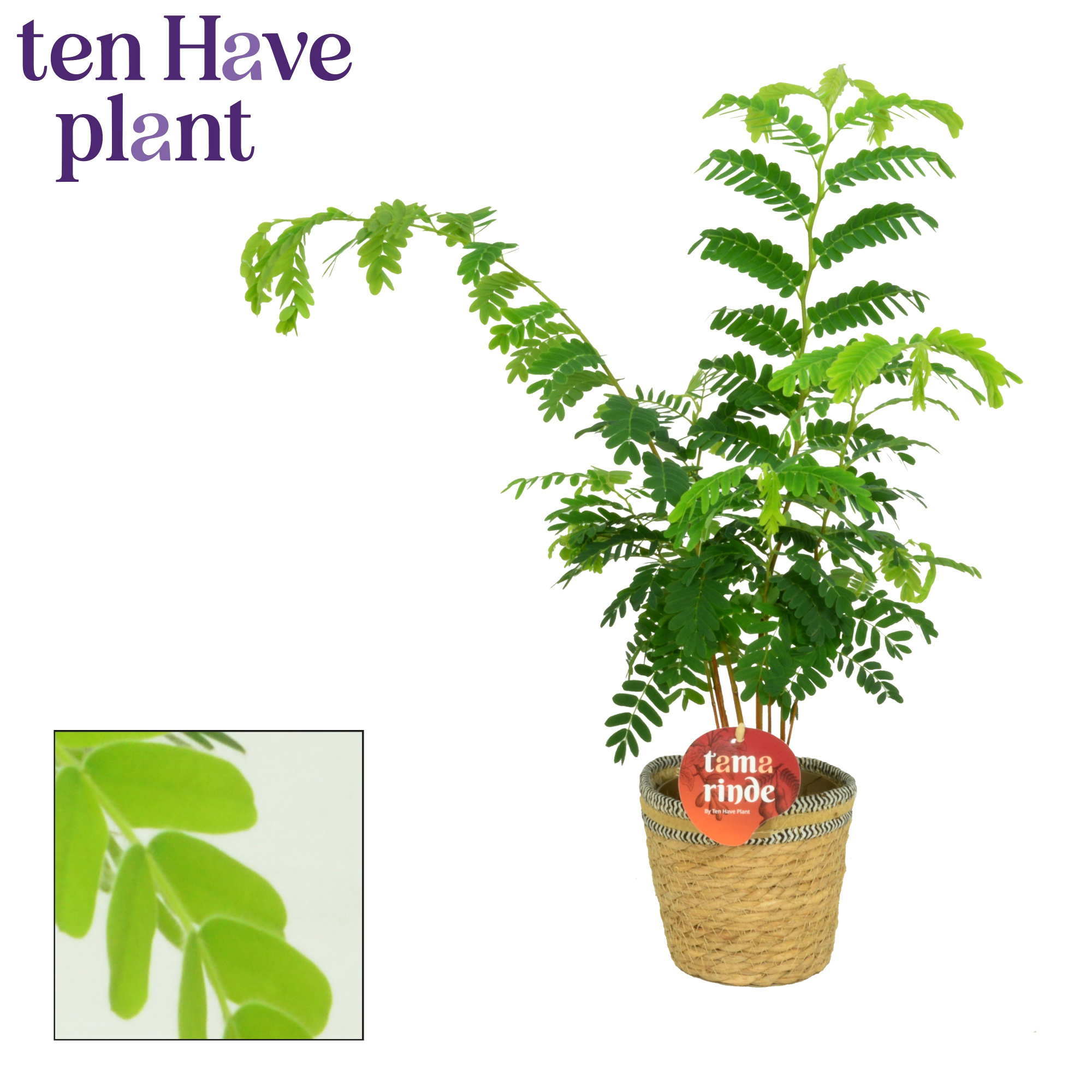 Tamarinde in Single Basket, D 13