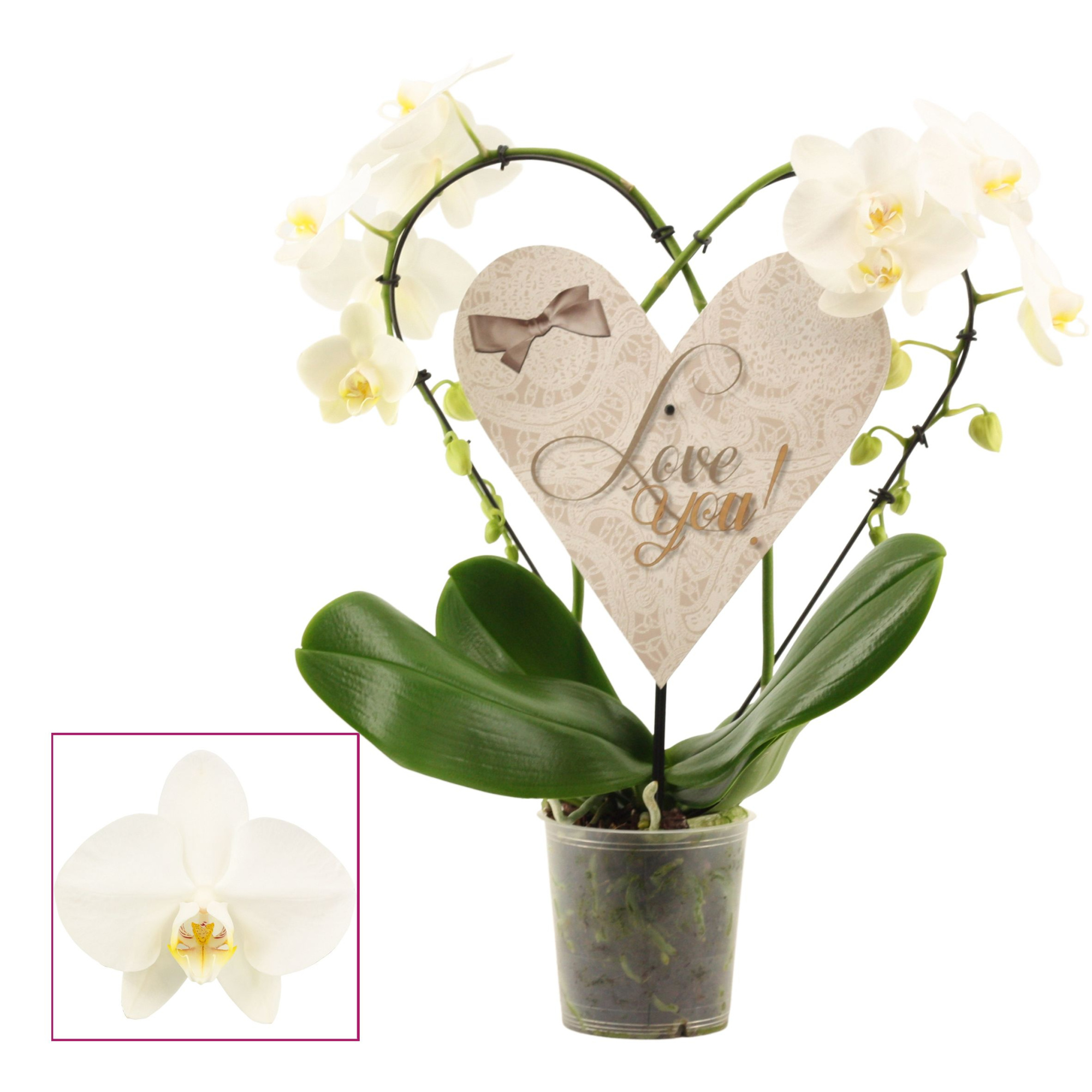 Phalaenopsis Heart 2 Heart wit, D 12
