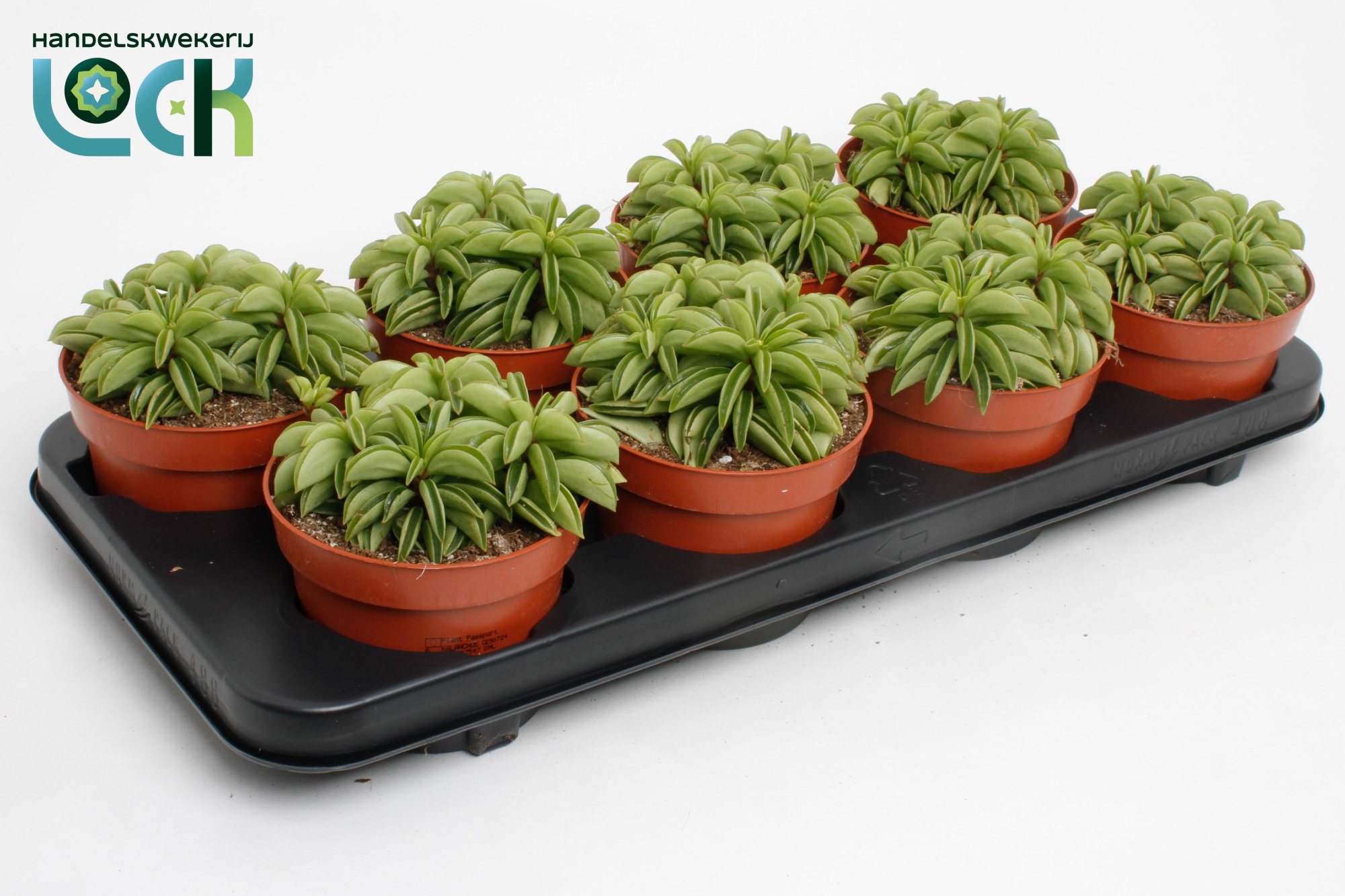 Peperomia Happy Bean, D 12 cm