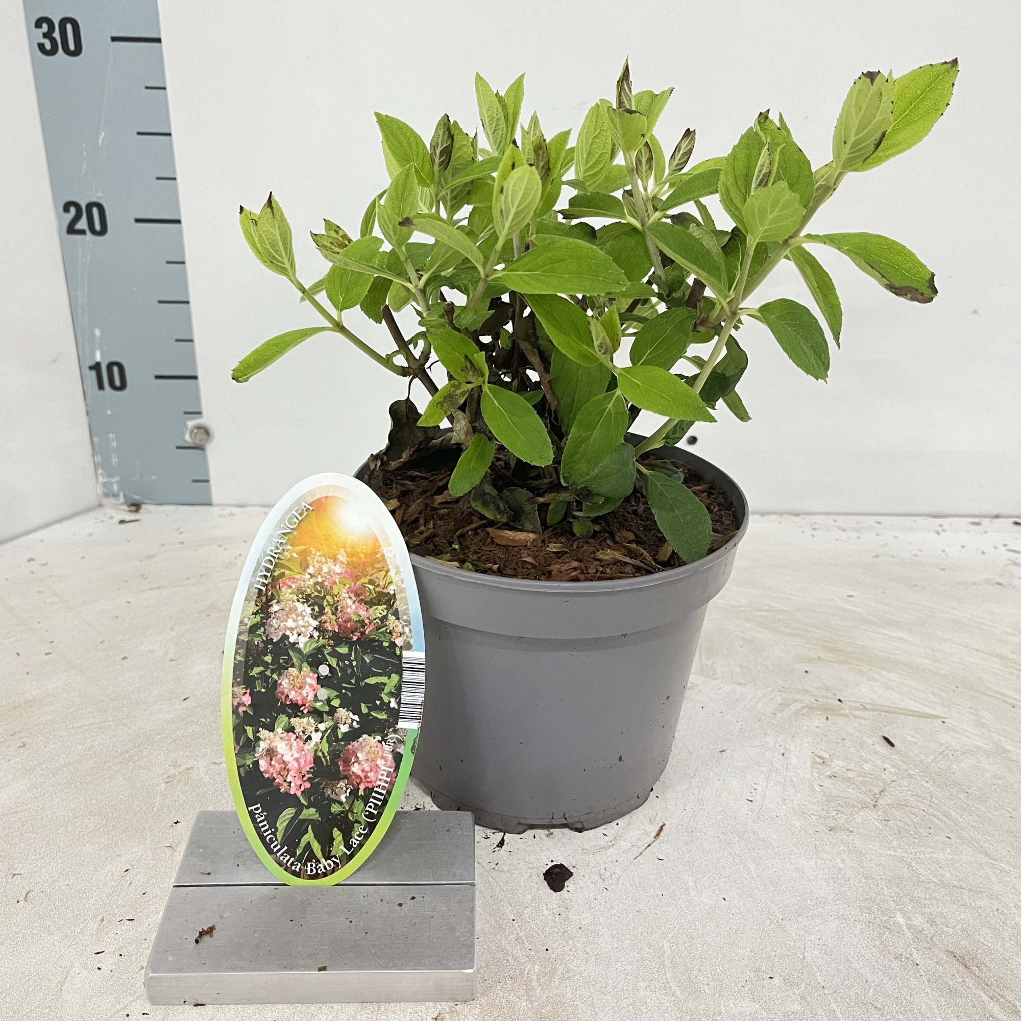 Hydrangea pan. Baby Lace ('PIIHPI'PBR), D 17 cm