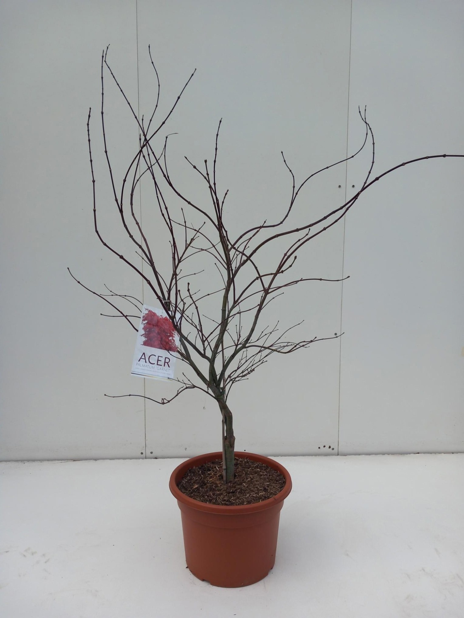Acer palmatum Garnet, D 32