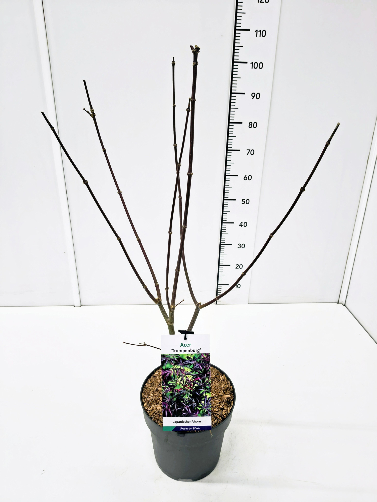 Acer palm. 'Trompenburg' 60-80C7, D 25