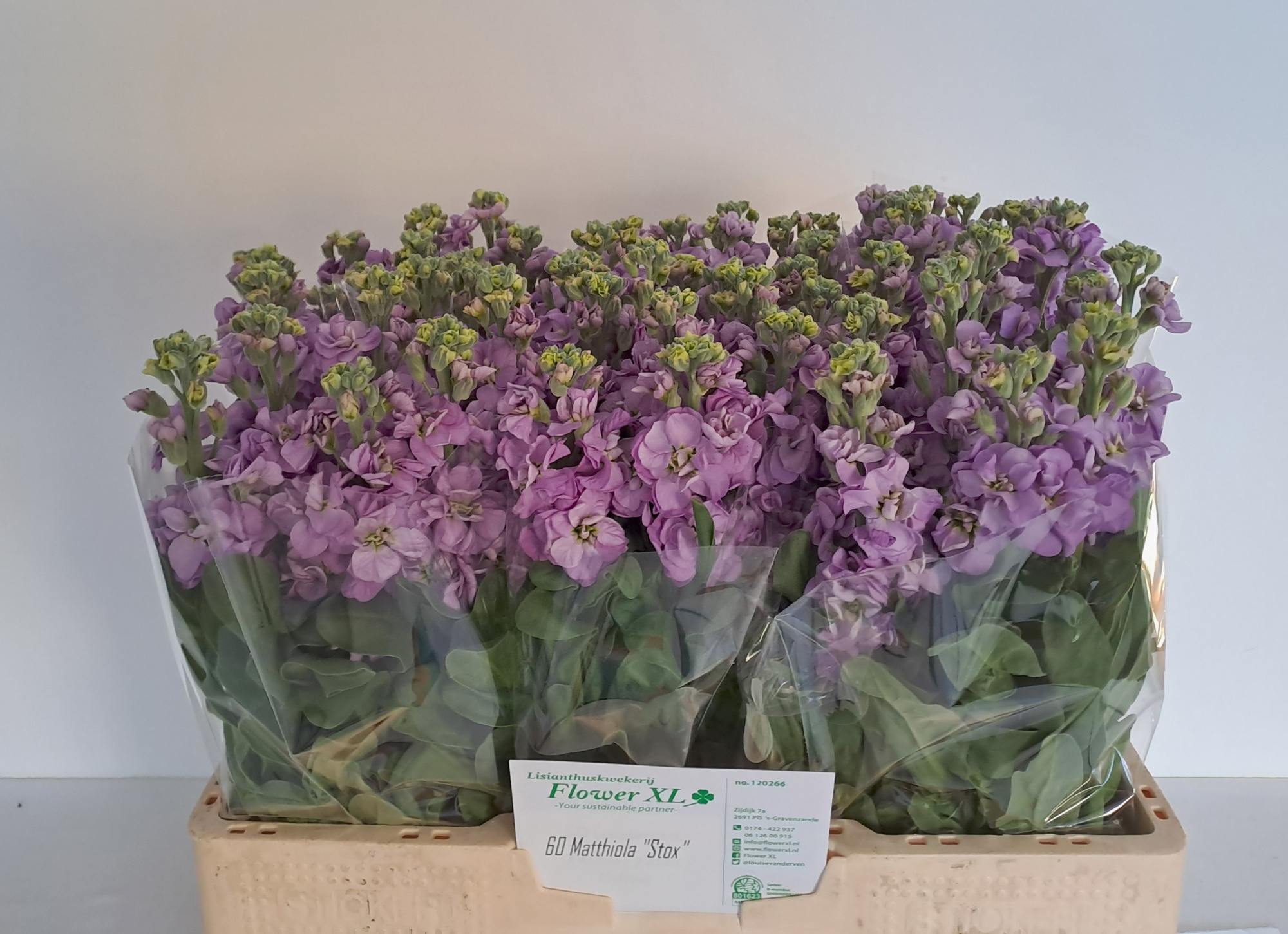 Маттиола од. Импала Лавендер 55, шт.