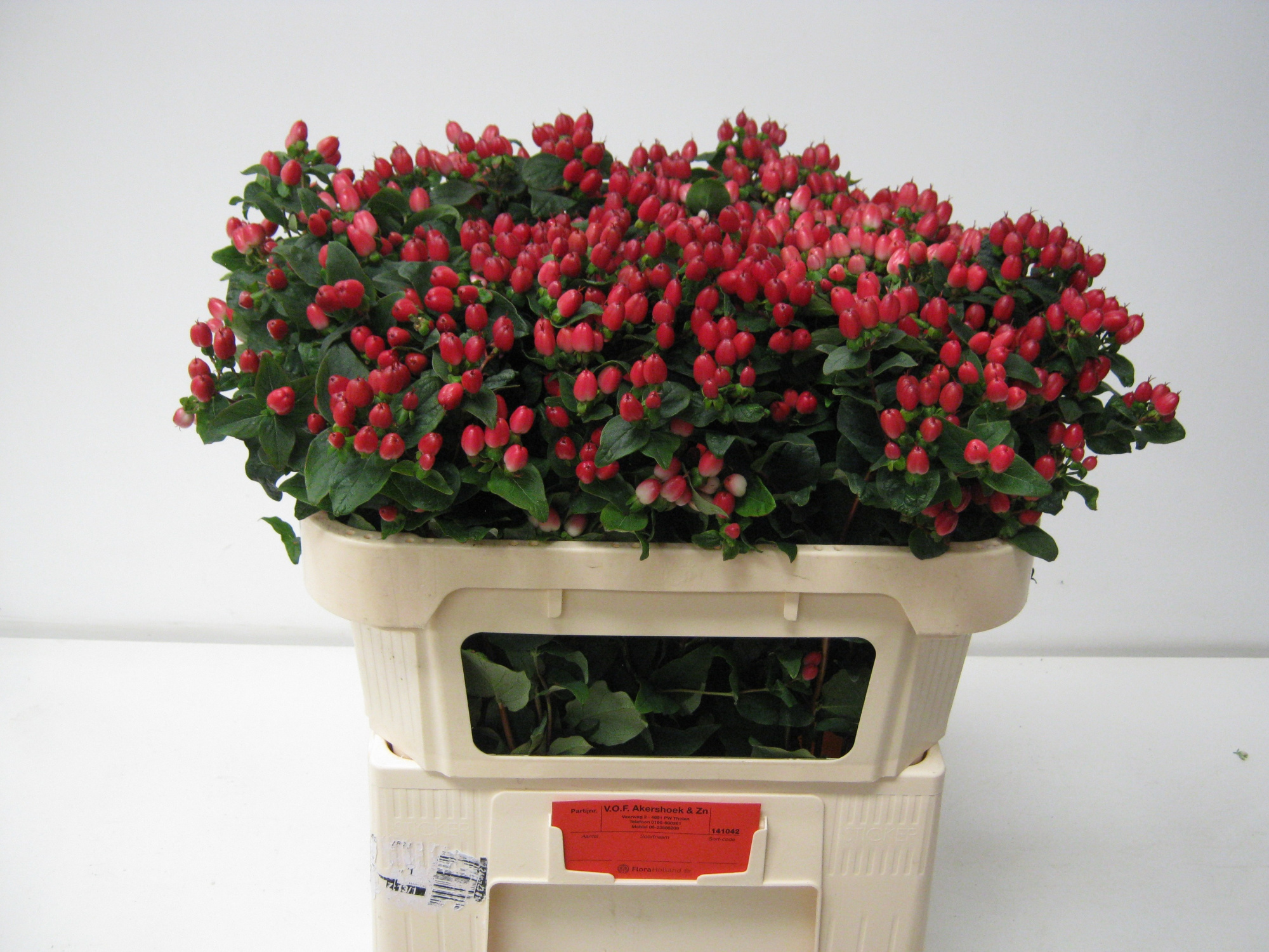 Гипперикум Мэджикал Импрешн 65, шт.