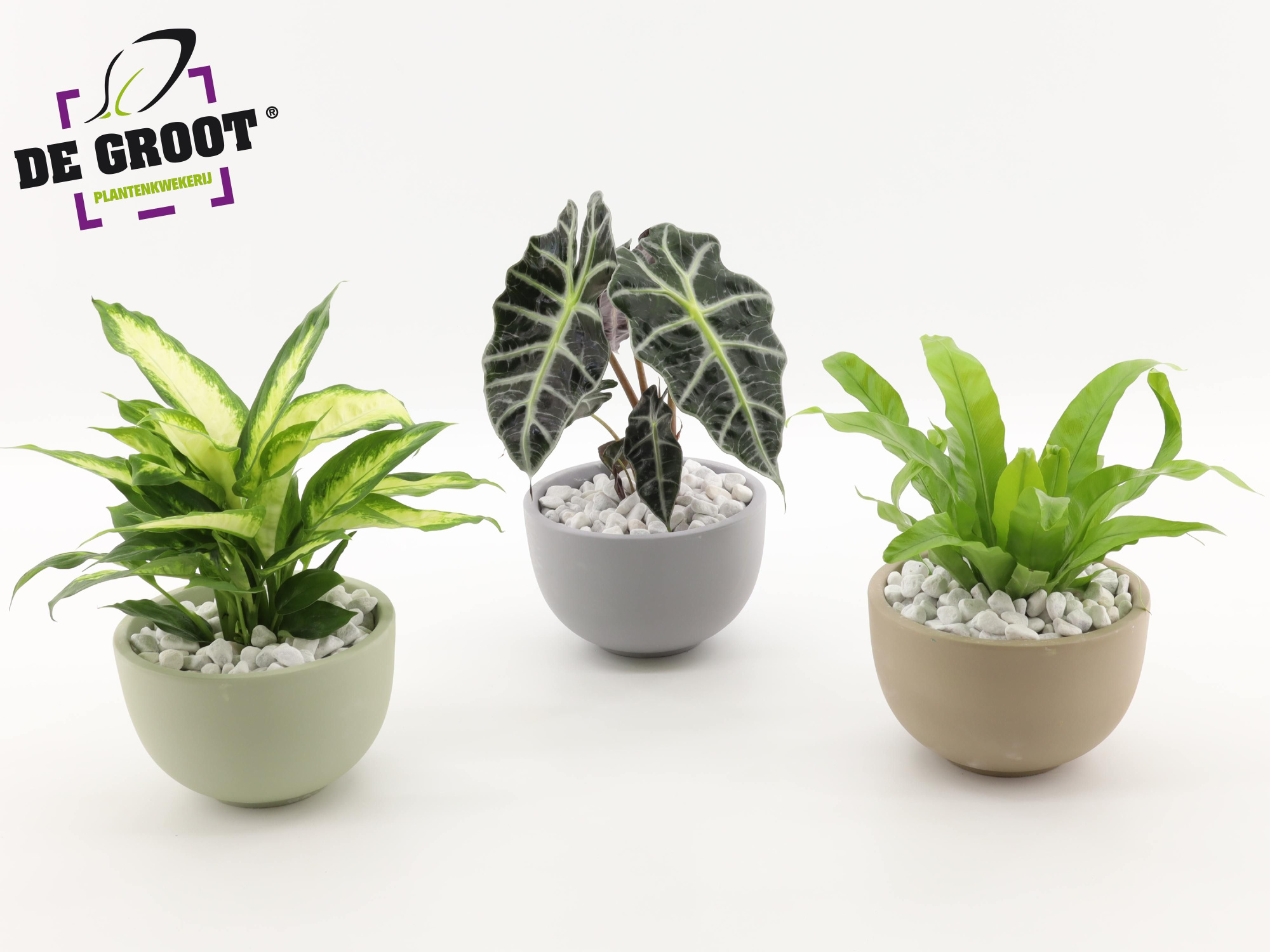 Arrangement gemengd in schaal, D 19 cm