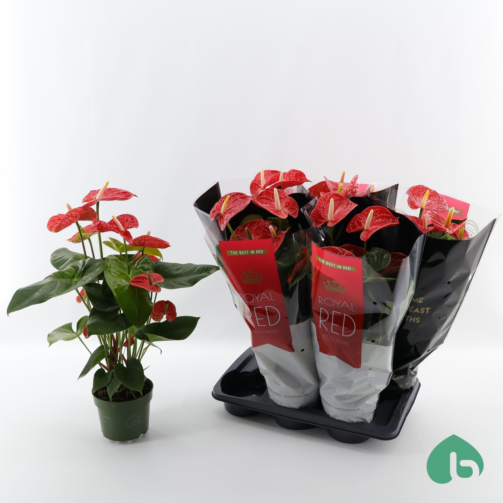 Anthurium Royal Red ''Big Flowers'' Madural, D 17 cm