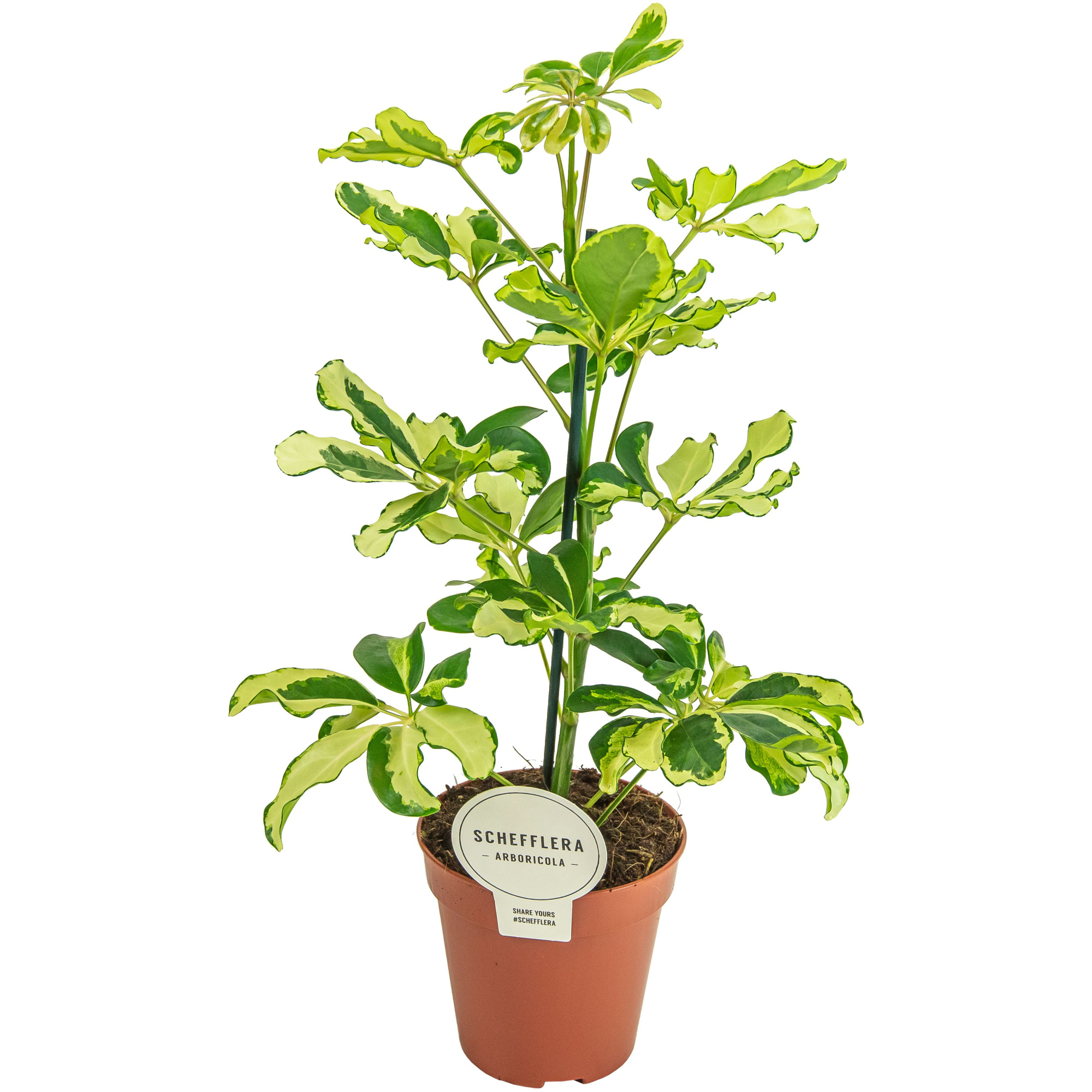 Schefflera Charlotte, D 13 cm