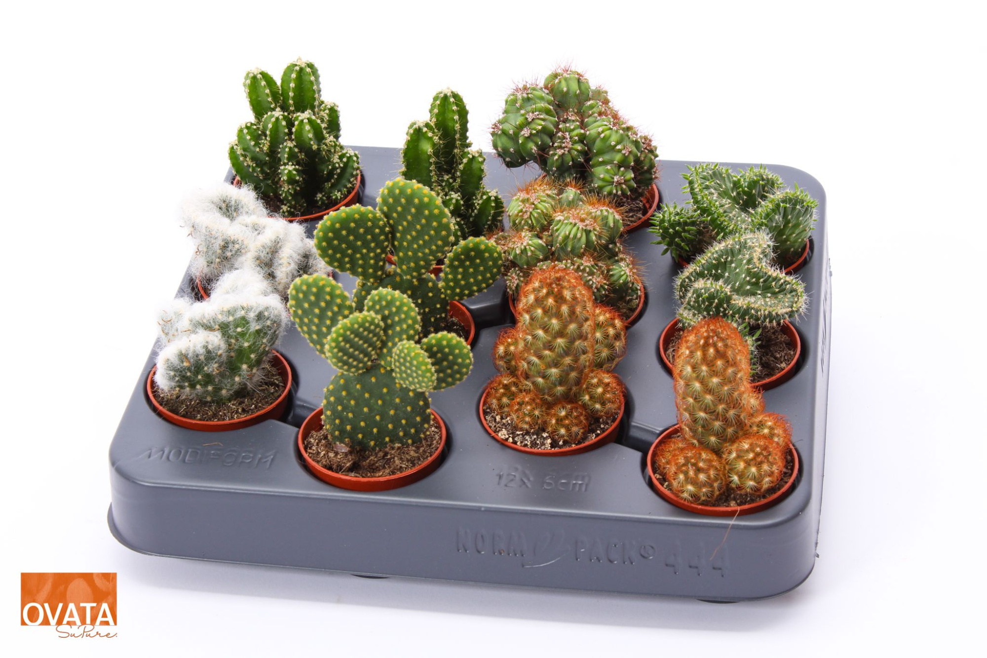 Cactus mix 5,5 spines, D 5,5 cm