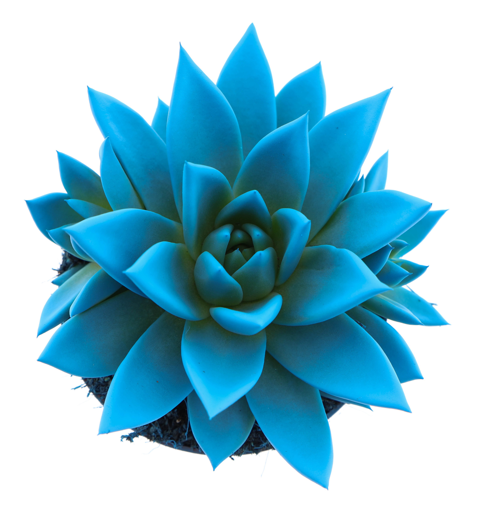 Rainbow sky blue, D 10,5