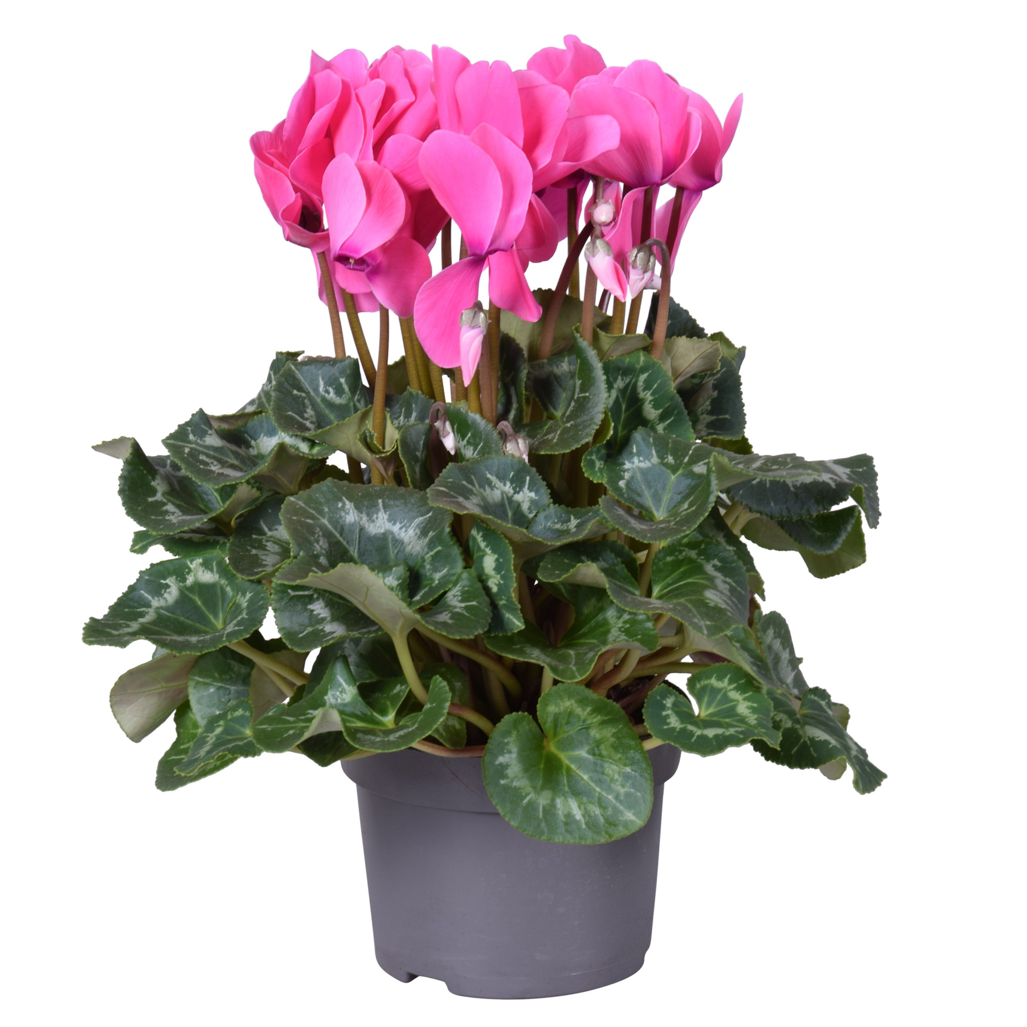 Cyclaam grootbl Rose, D 13