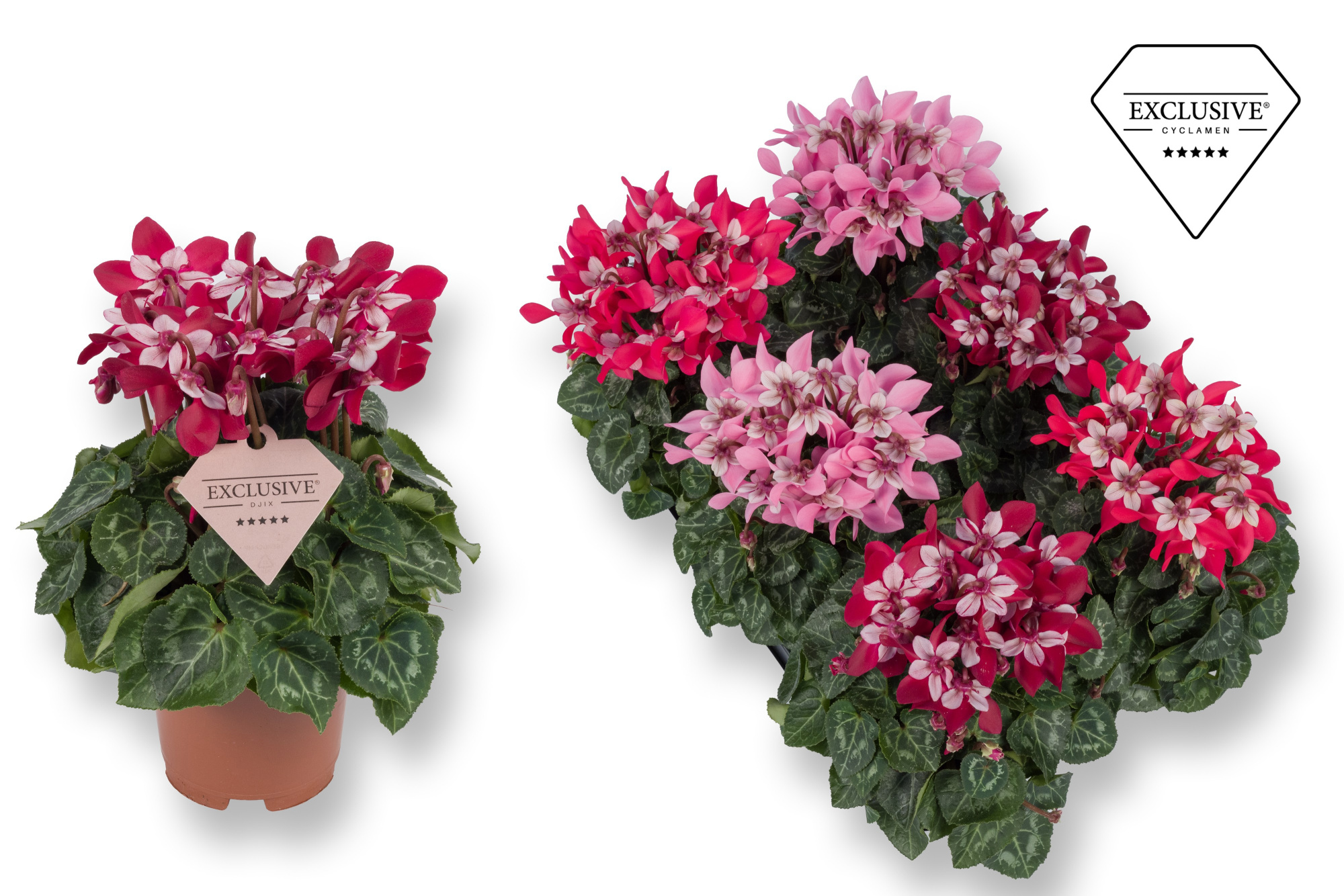 Cyclamen Exclusive® - Djix Mix Rood/Wijnrood, D 10,5