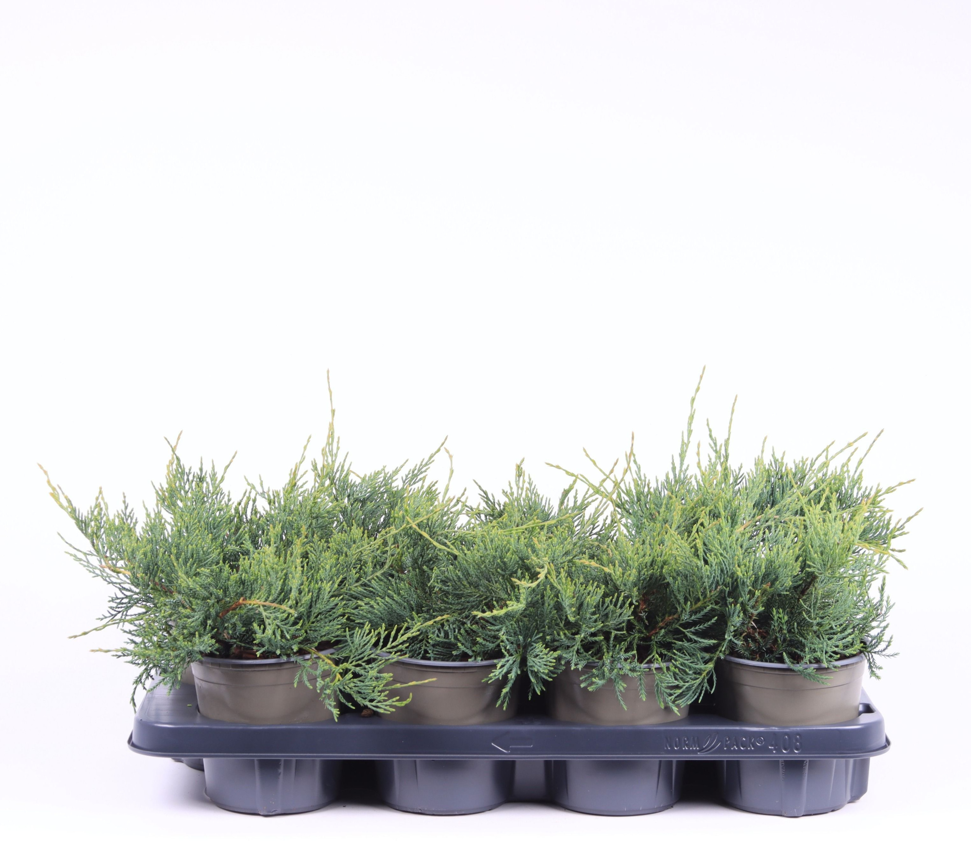 Juniperus virginiana ' Grey Owl', D 13 cm