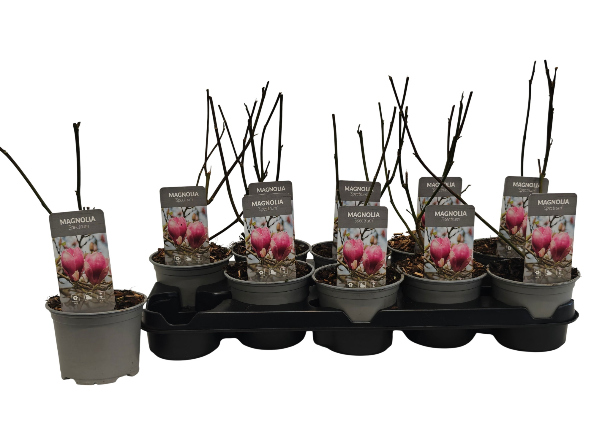 Magnolia Spectrum P12, D 12