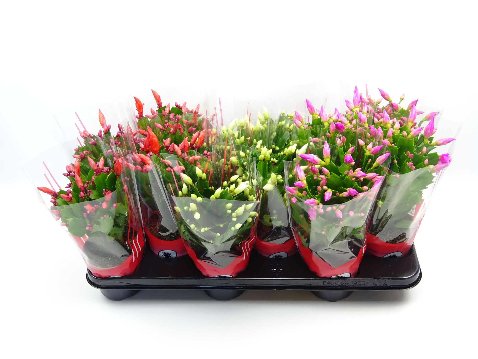 Schlumbergera 10.5 cm mix 3 kleur rode hoes, D 10,5
