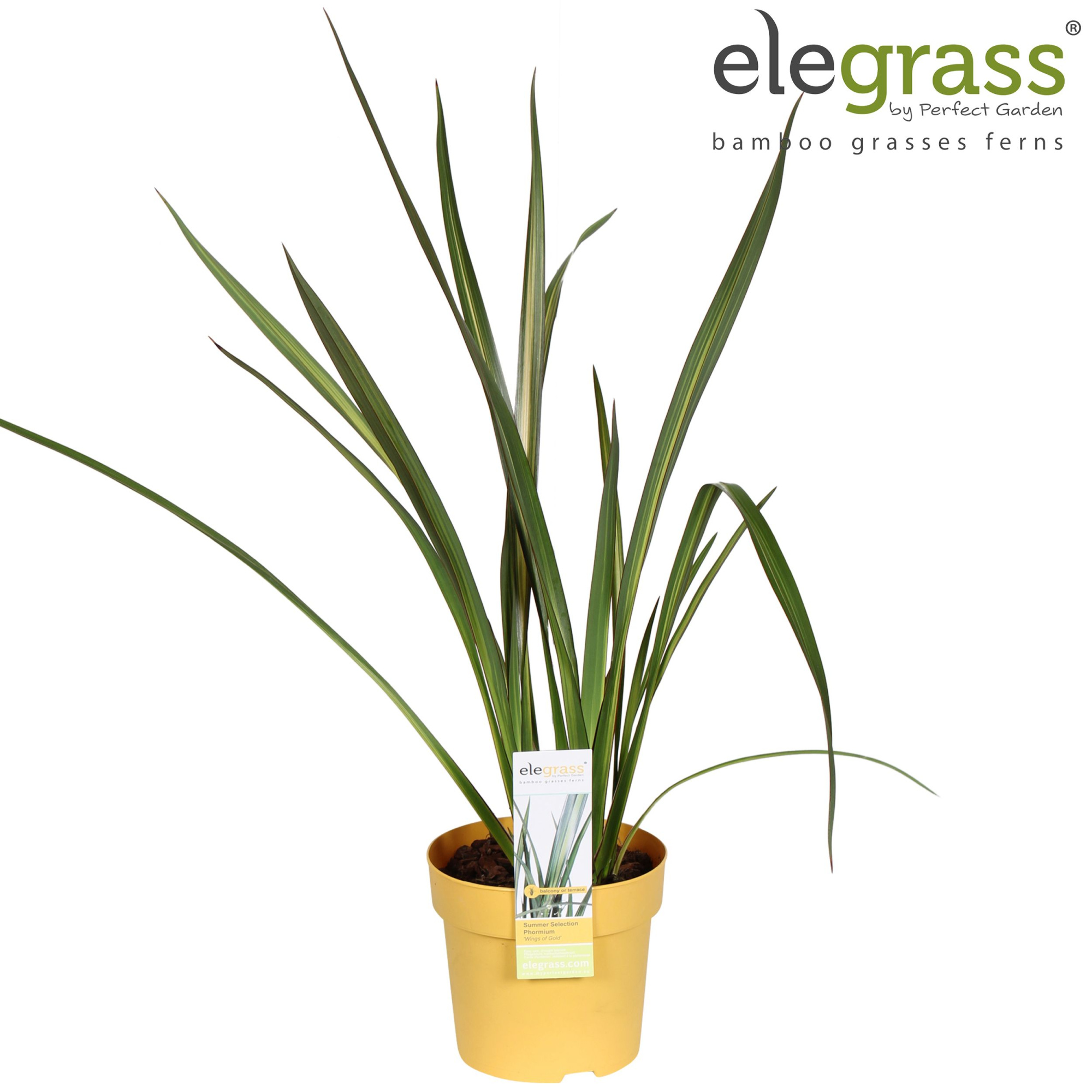 Phormium 'Wings of Gold' P14, D 14 cm