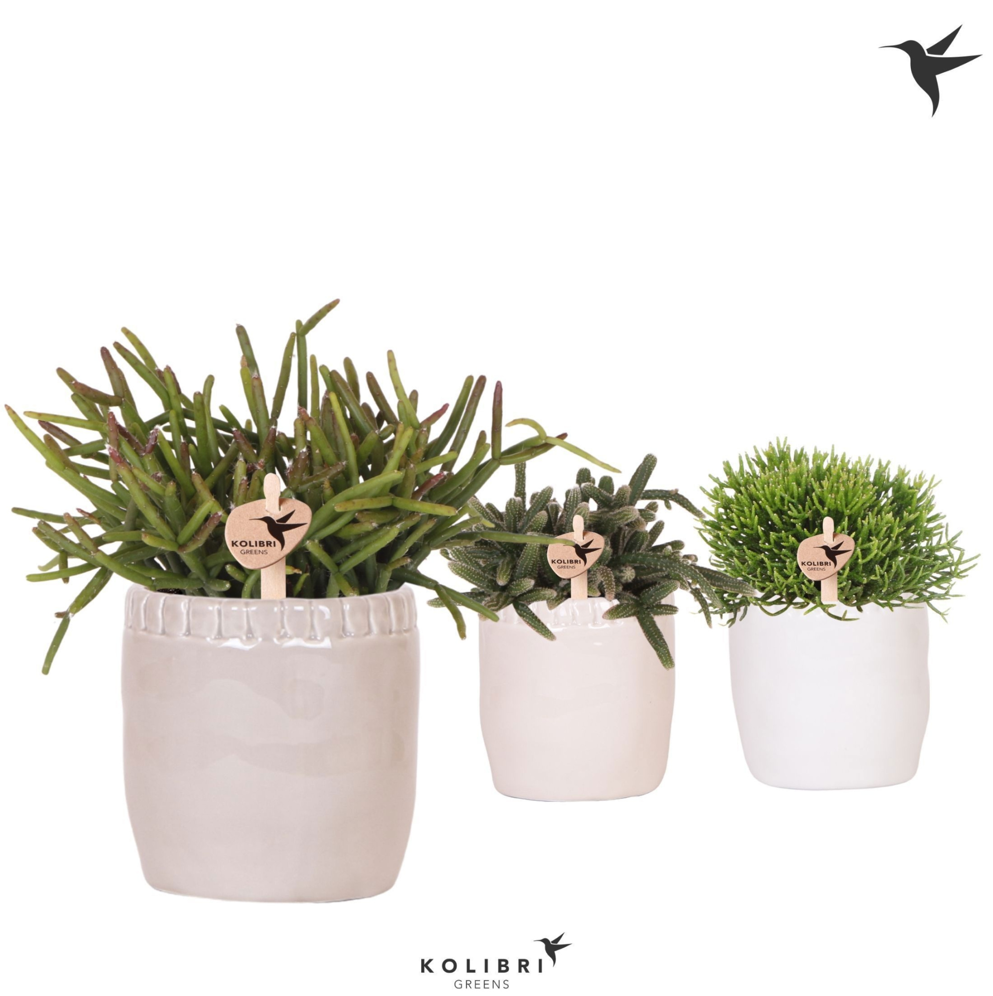 Kolibri Greens Rhipsalis mix in Stones pot mix, D 9