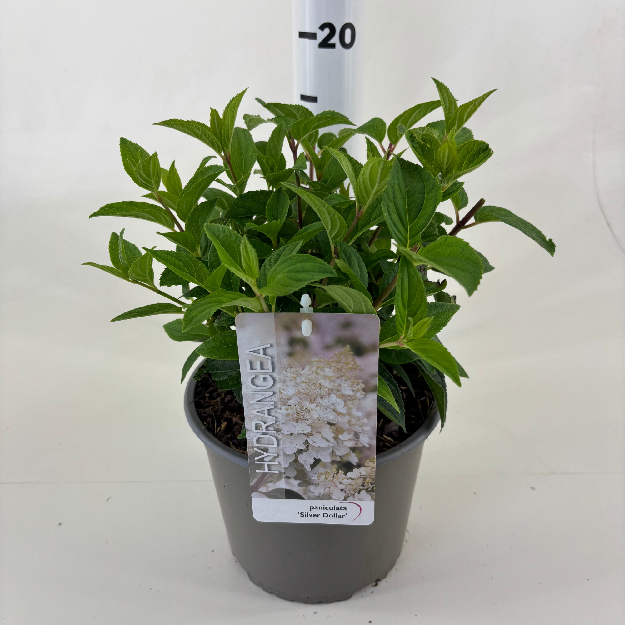 Hydrangea paniculata 'Silver Dollar', D 19 cm