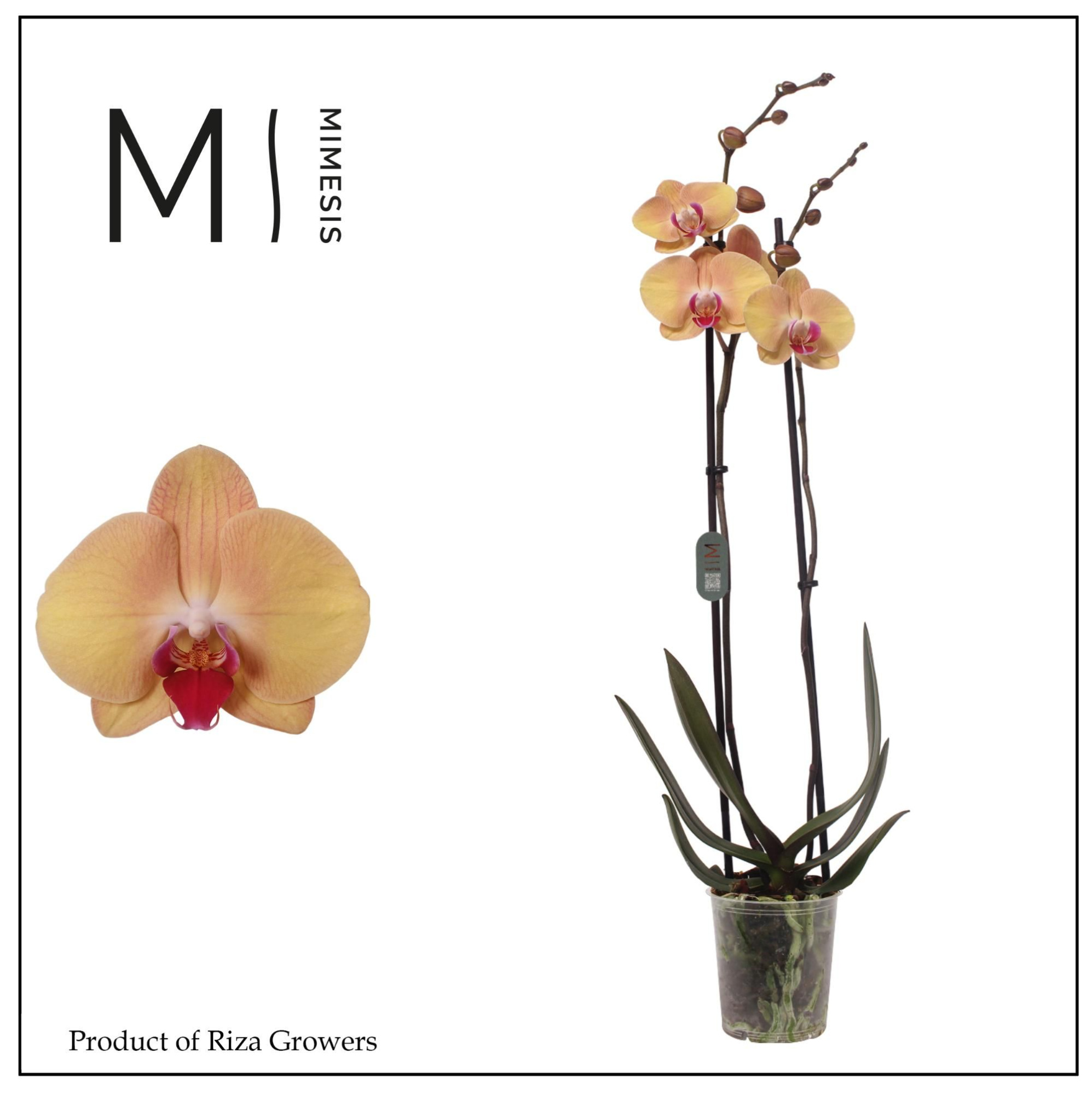Phalaenopsis Sammie Gold 2 spike - 12cm | Mimesis, D 12 cm