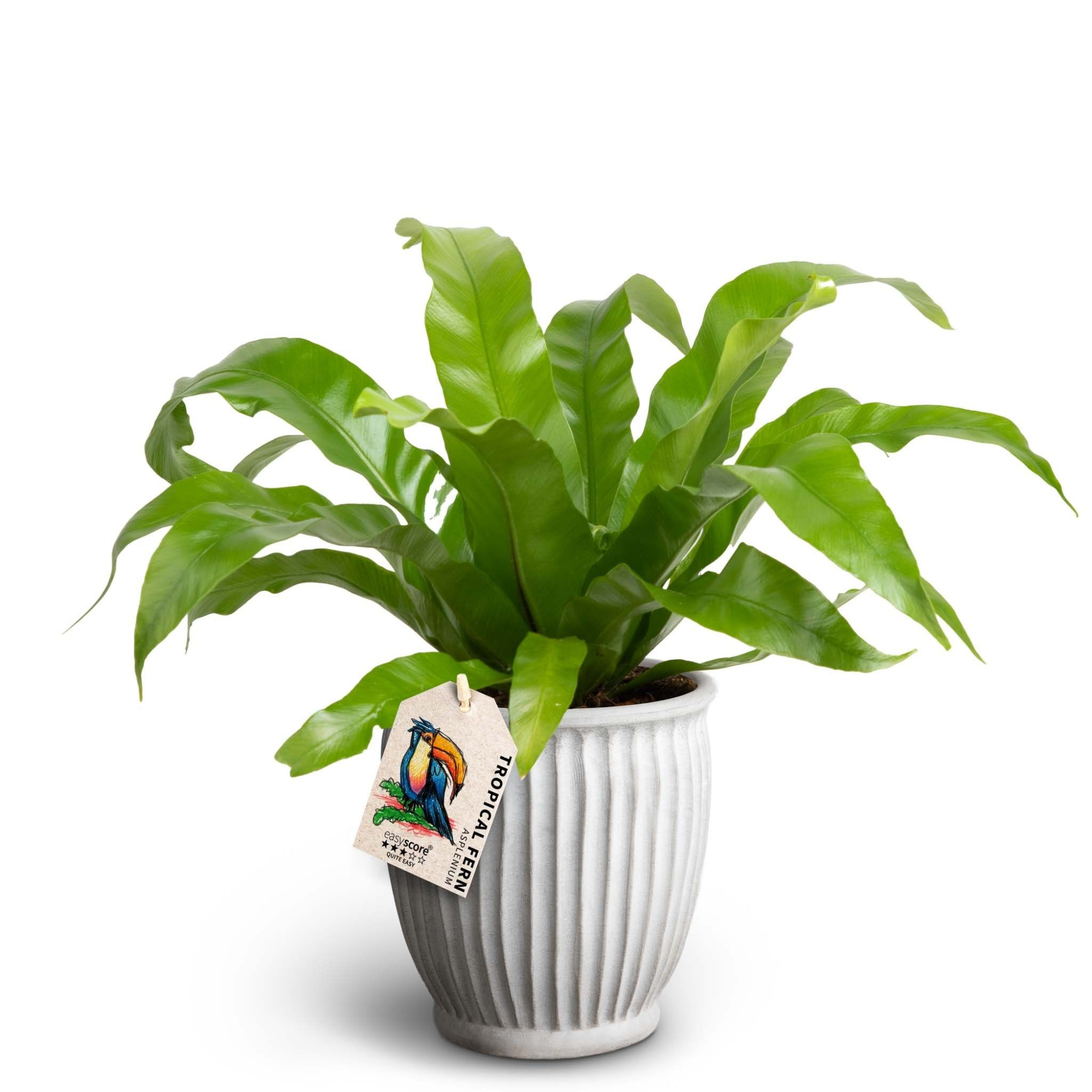 Athena, Asplenium antiquum, D 12 cm