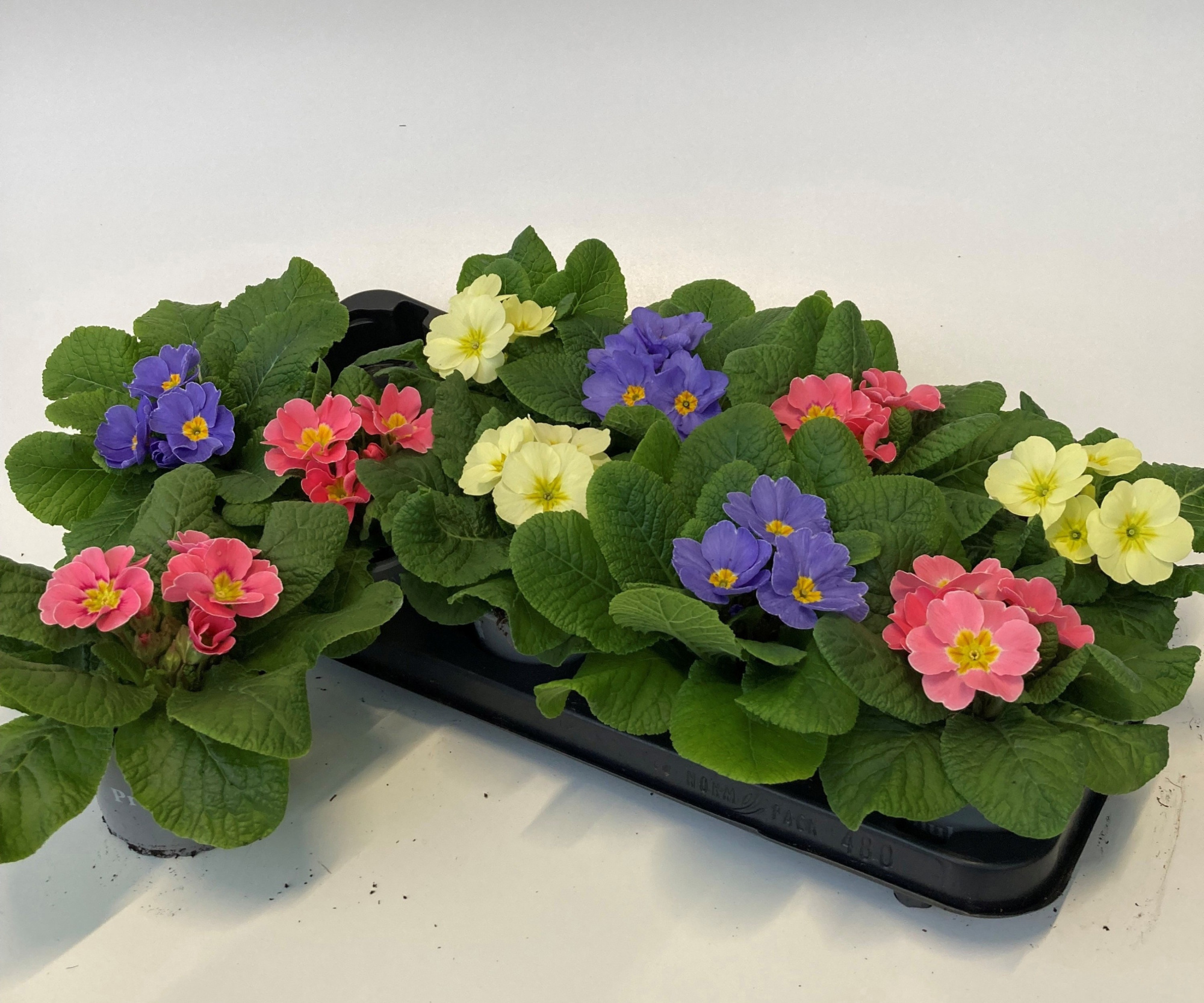 Primula Acaulis "Candy mix", D 10,5