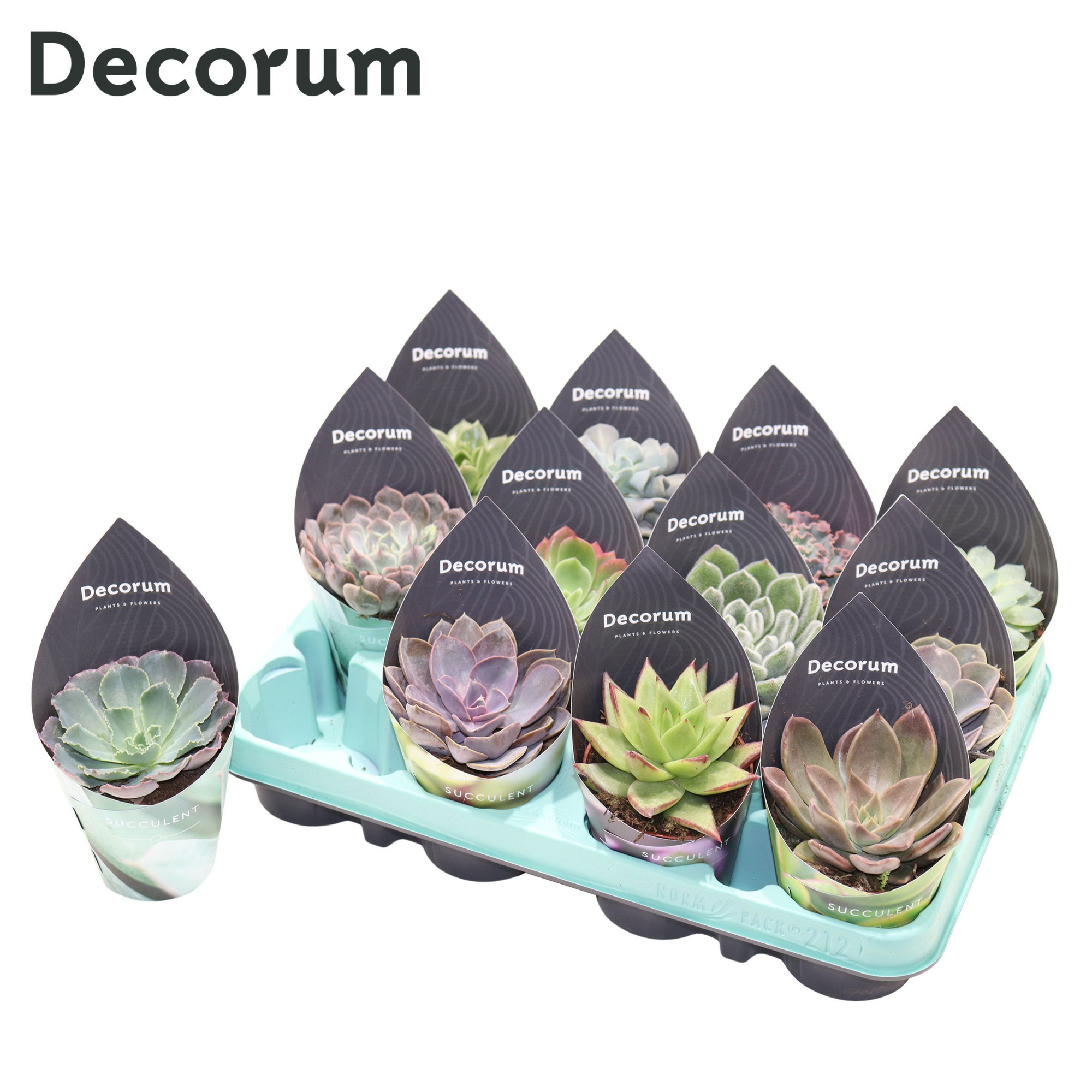 Echeveria Mix (12spc.) (decorum), D 8,5 cm