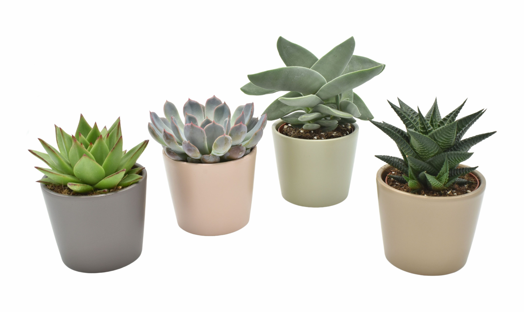 Succulent in Alina Amigo mix ceramics, D 10