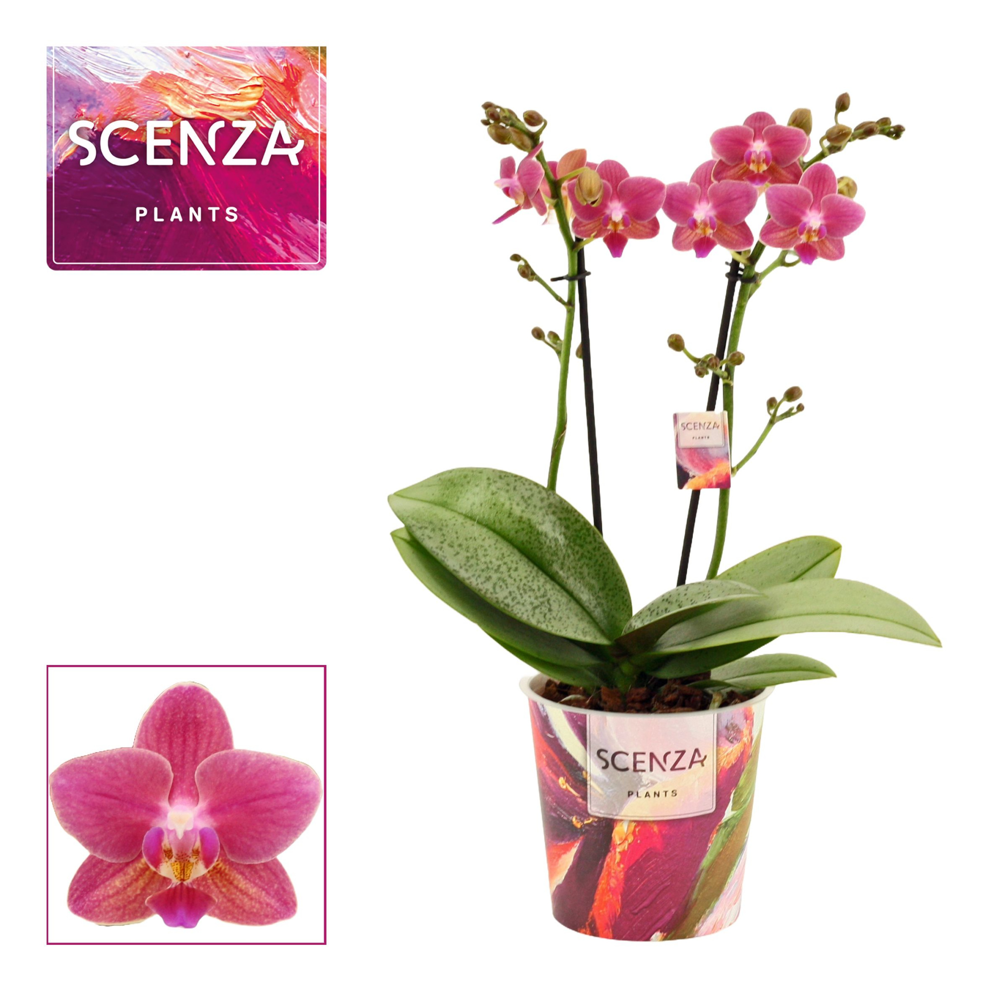 Phalaenopsis perfíum 2 tak Amorion (Scenza), D 12