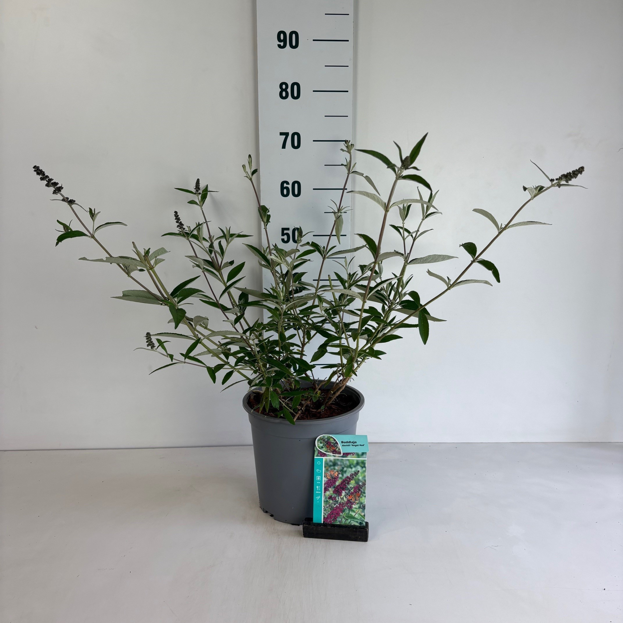 Buddleja davidii Royal Red, D 24 cm