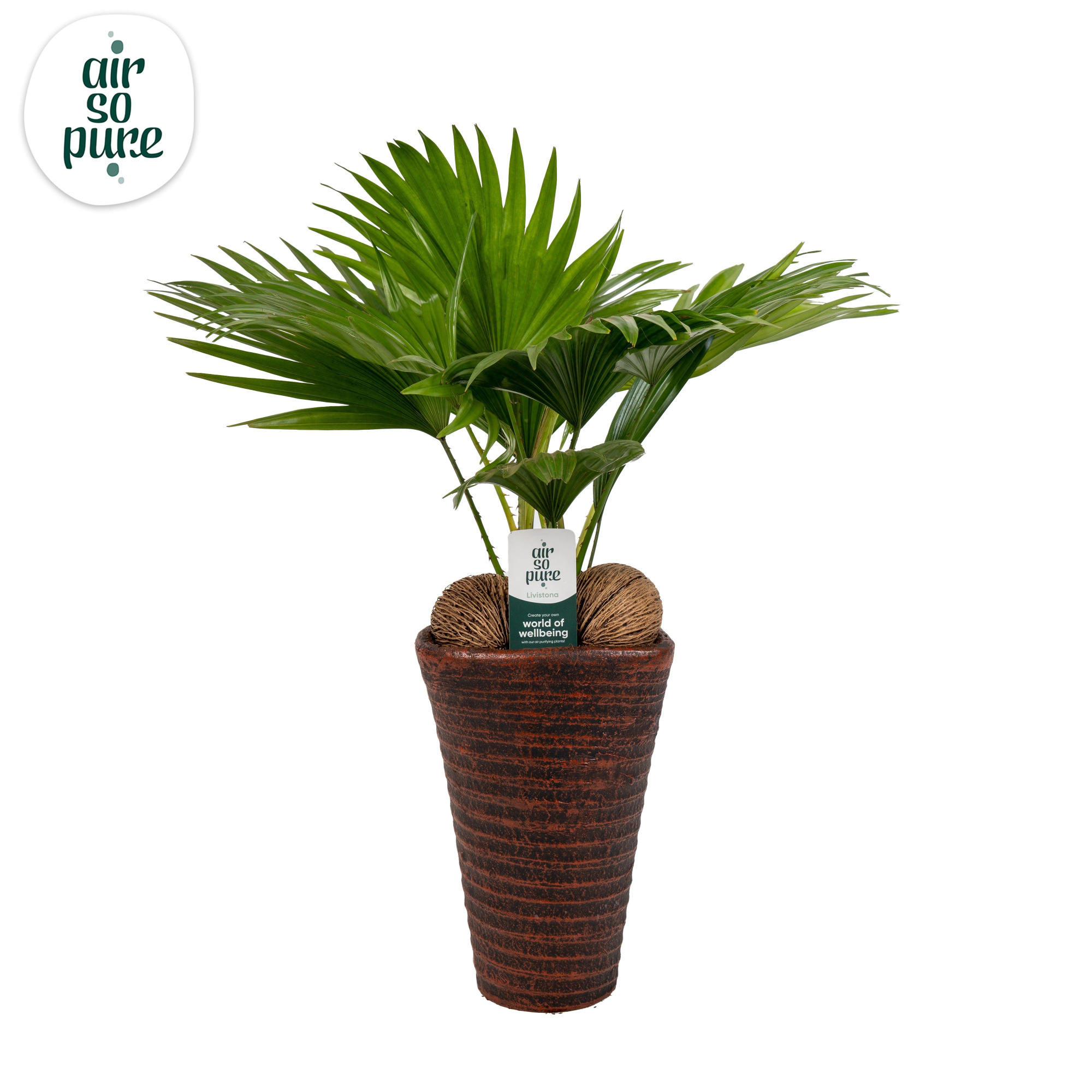 Livistona rotundifolia11 s Asp Air So Pure brown pot, D 16 cm