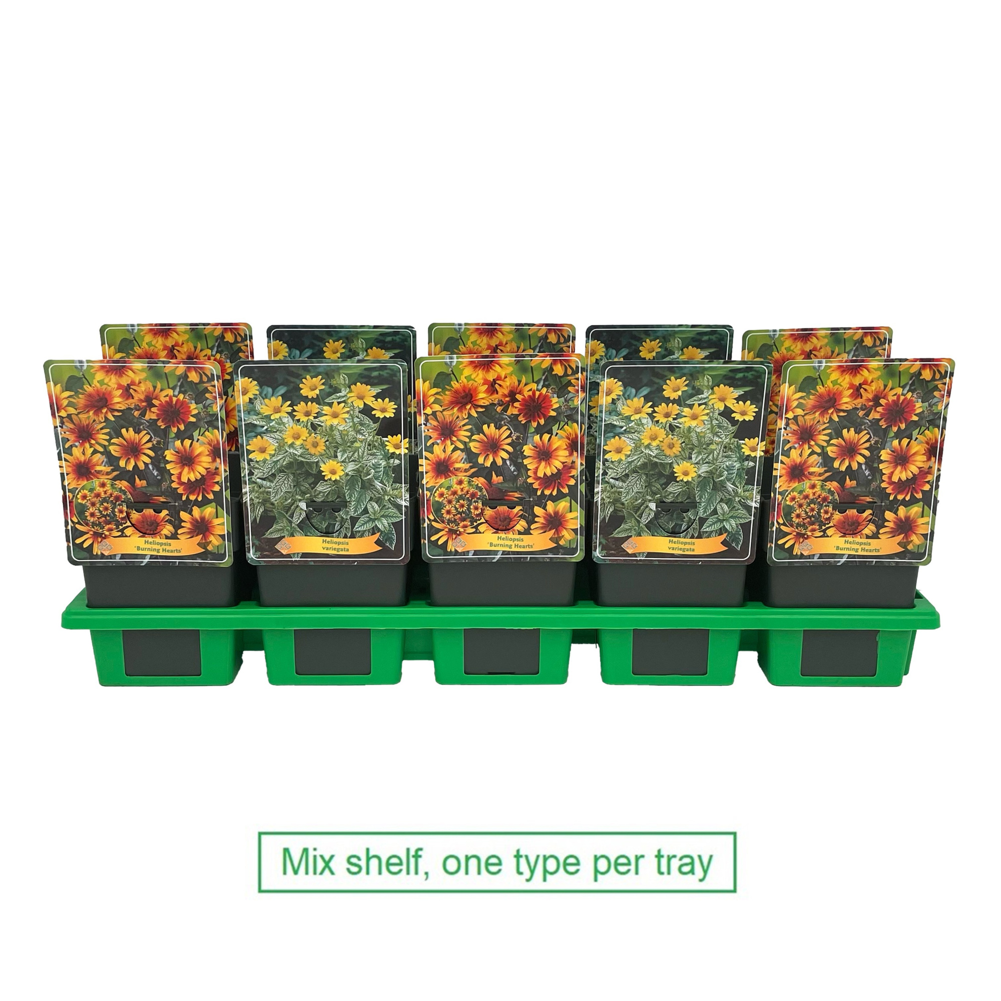 Heliopsis mix laag P11, D 11 cm