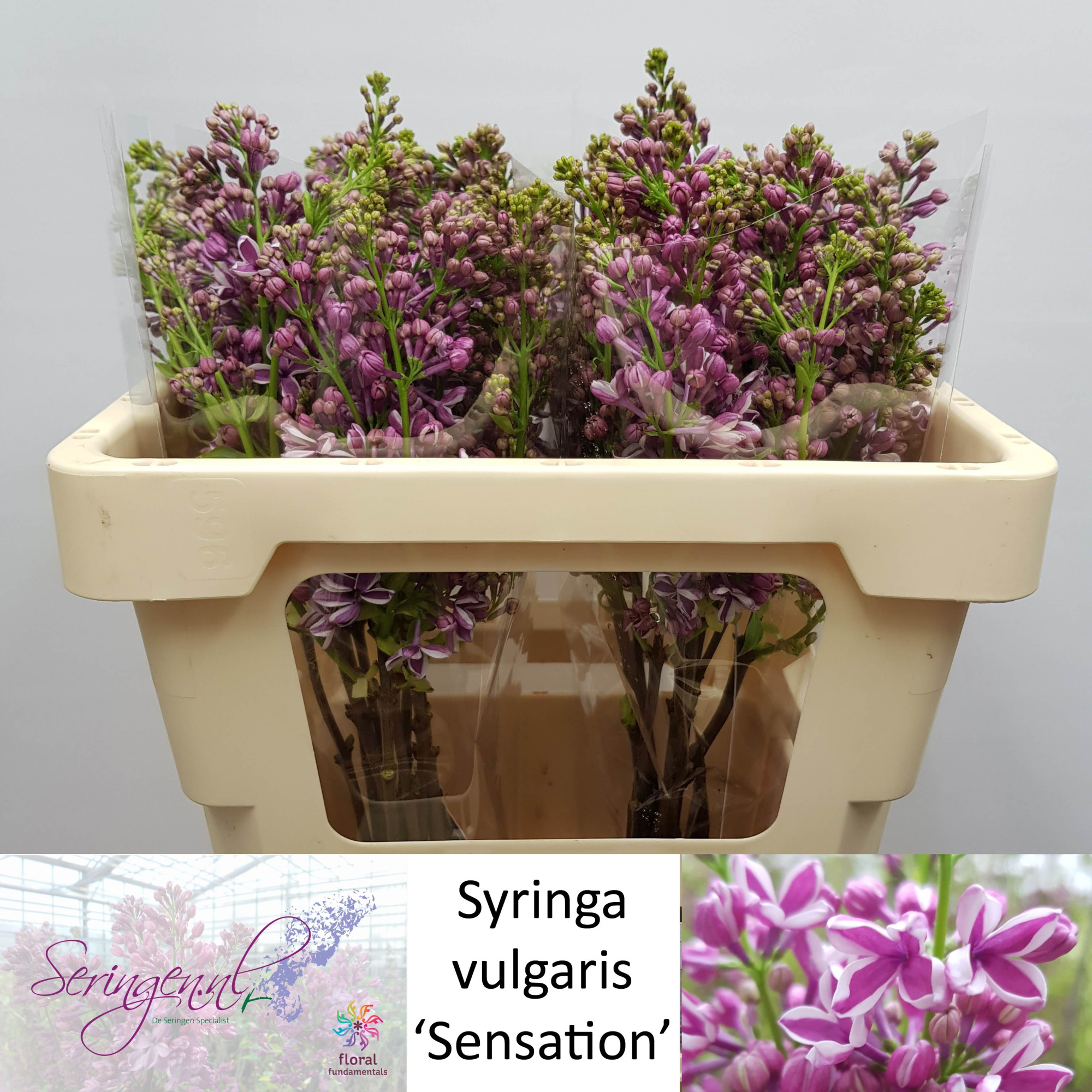 Сирень Сенсейшн 50 (фиолет.), шт.