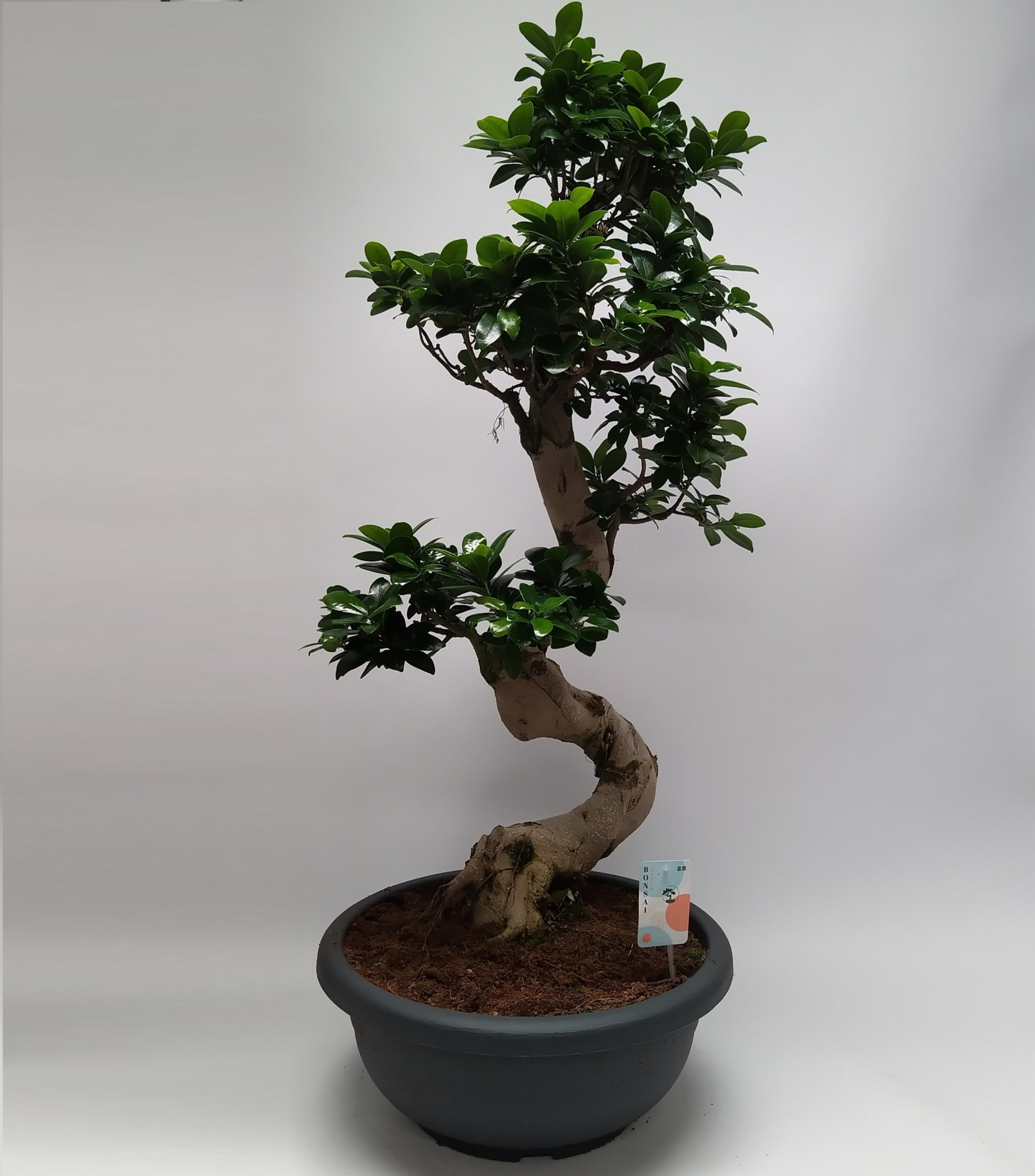 Ficus Ginseng S-shape Bonsai 40 cm, D 40 cm