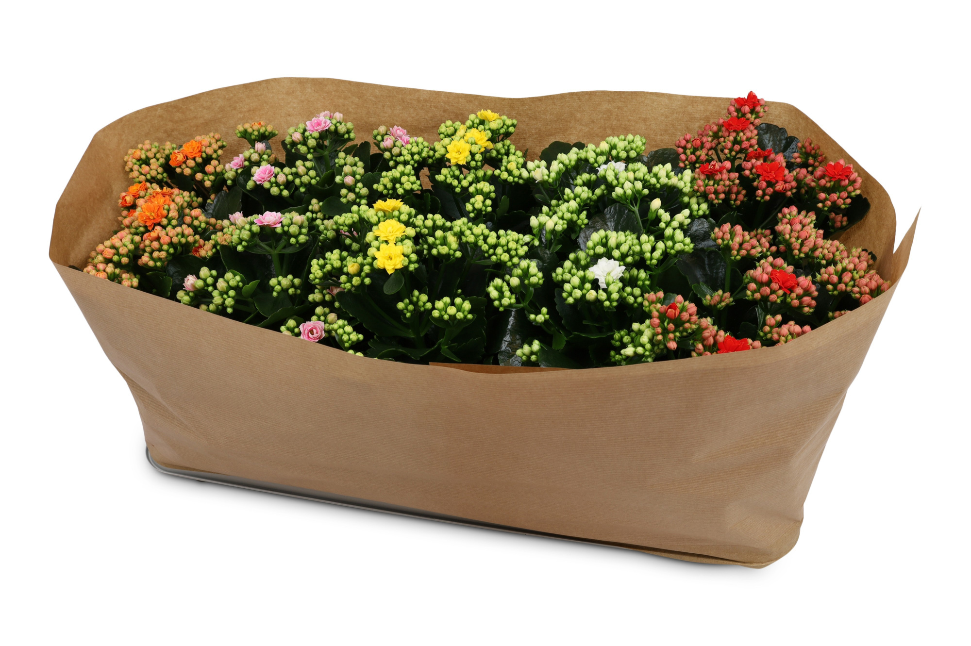 Kalanchoë Perfecta Mix Papieren kraag, D 12