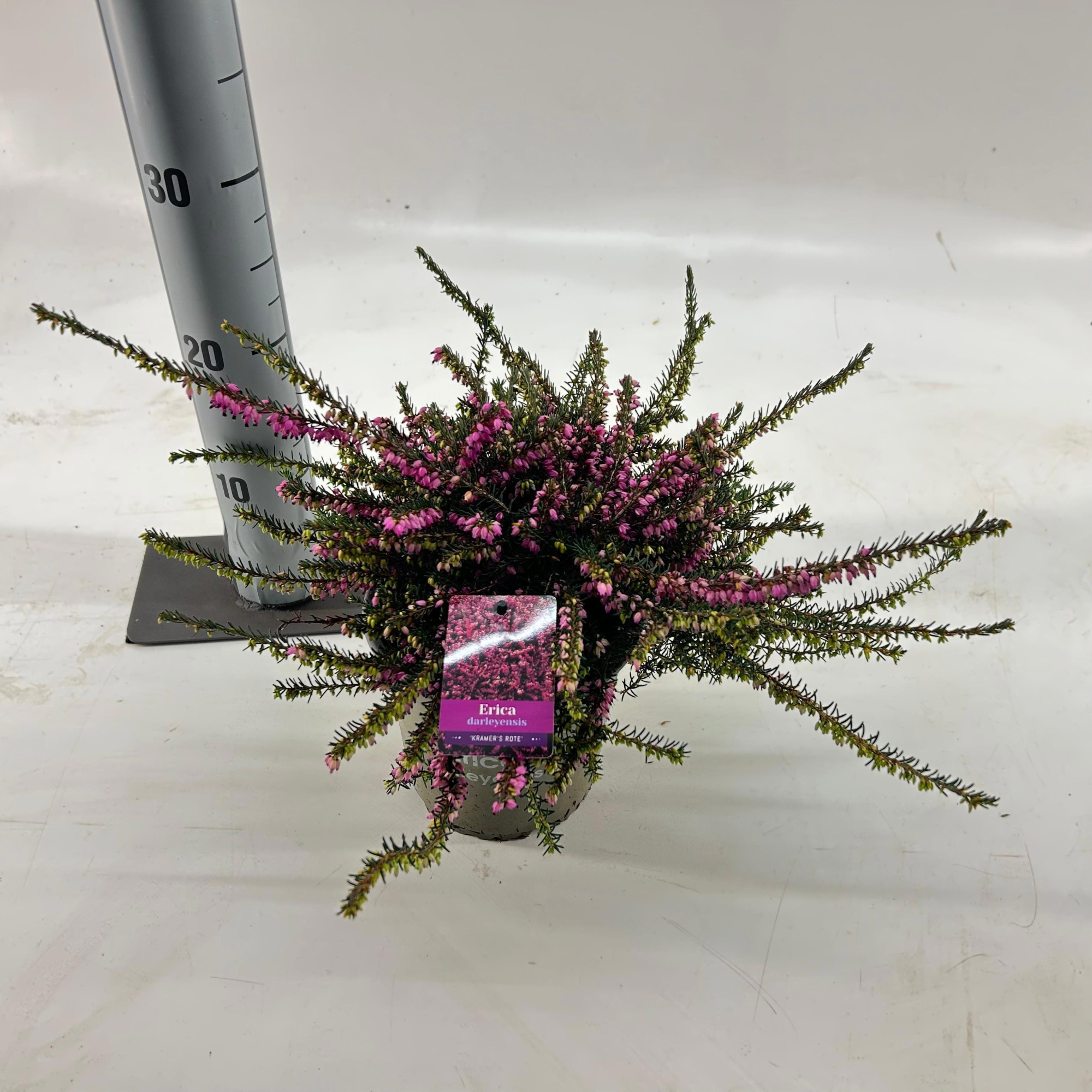 Erica darl. 'Kramer's Rote', D 15