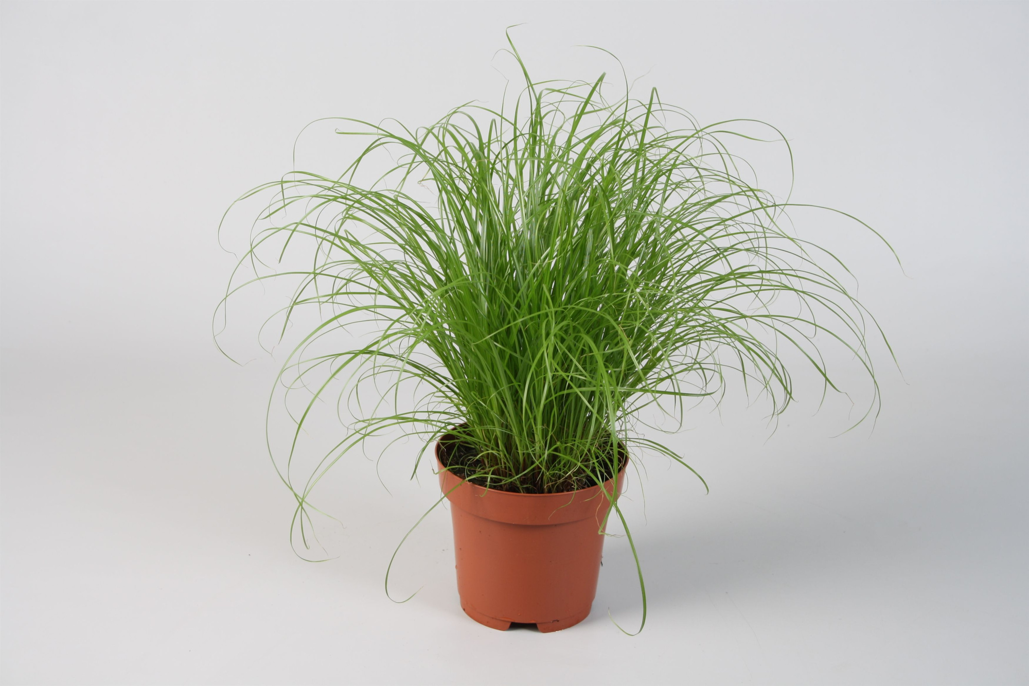 Cyperus alternifolius Zumula zonder etiket, D 12 cm