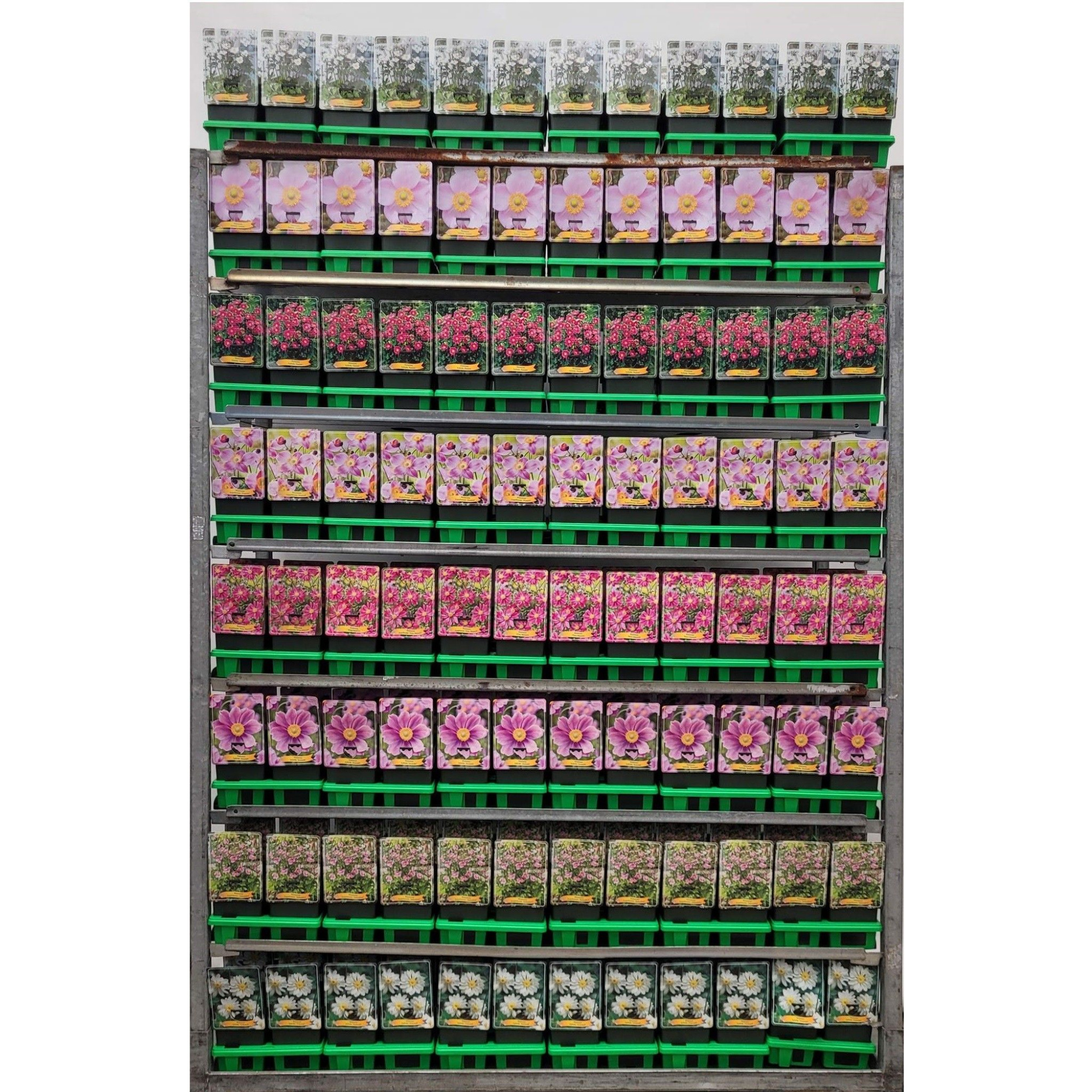 Anemone mix CC P11, D 11 cm