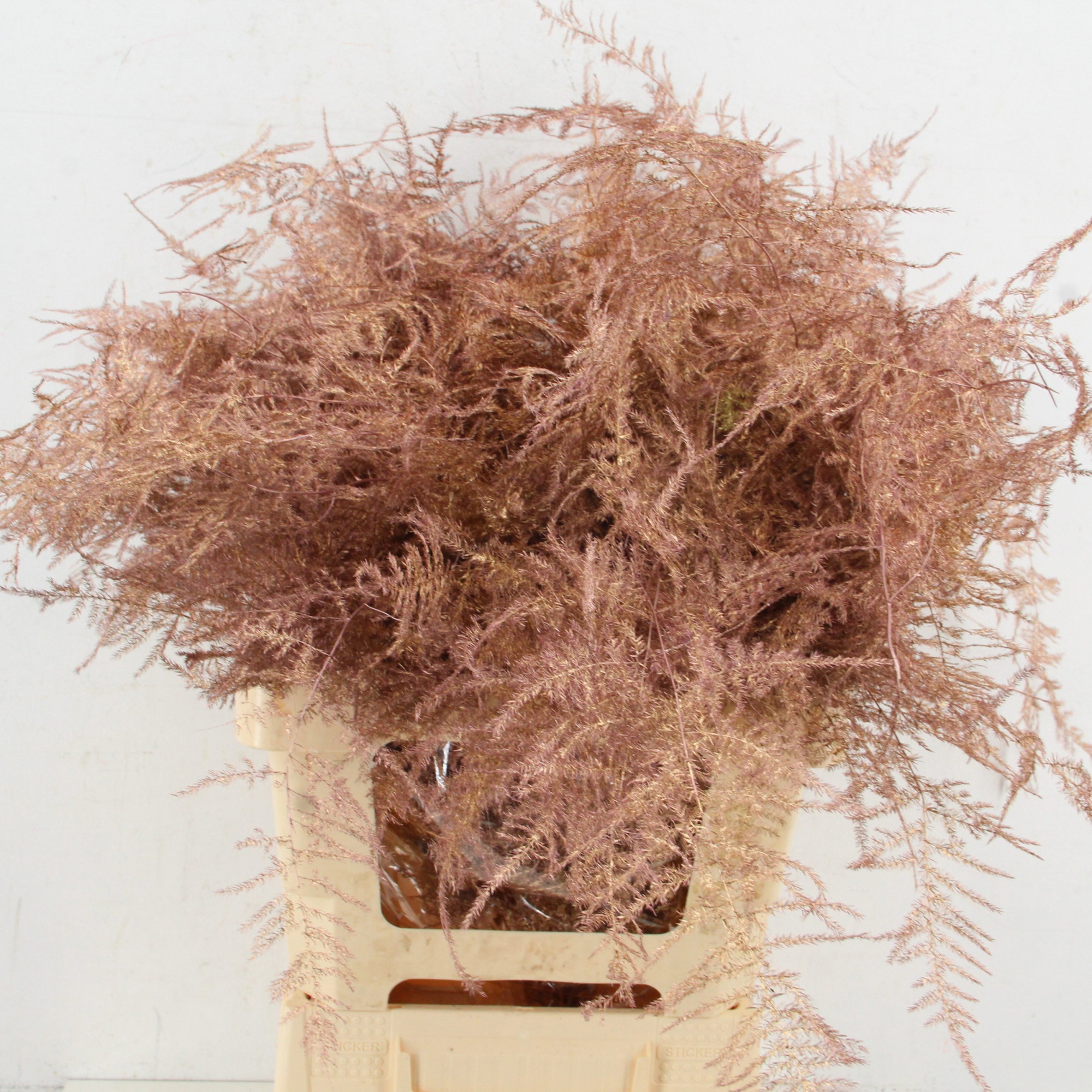 Аспарагус Овериг Крашеный (краш. ) 60, шт.