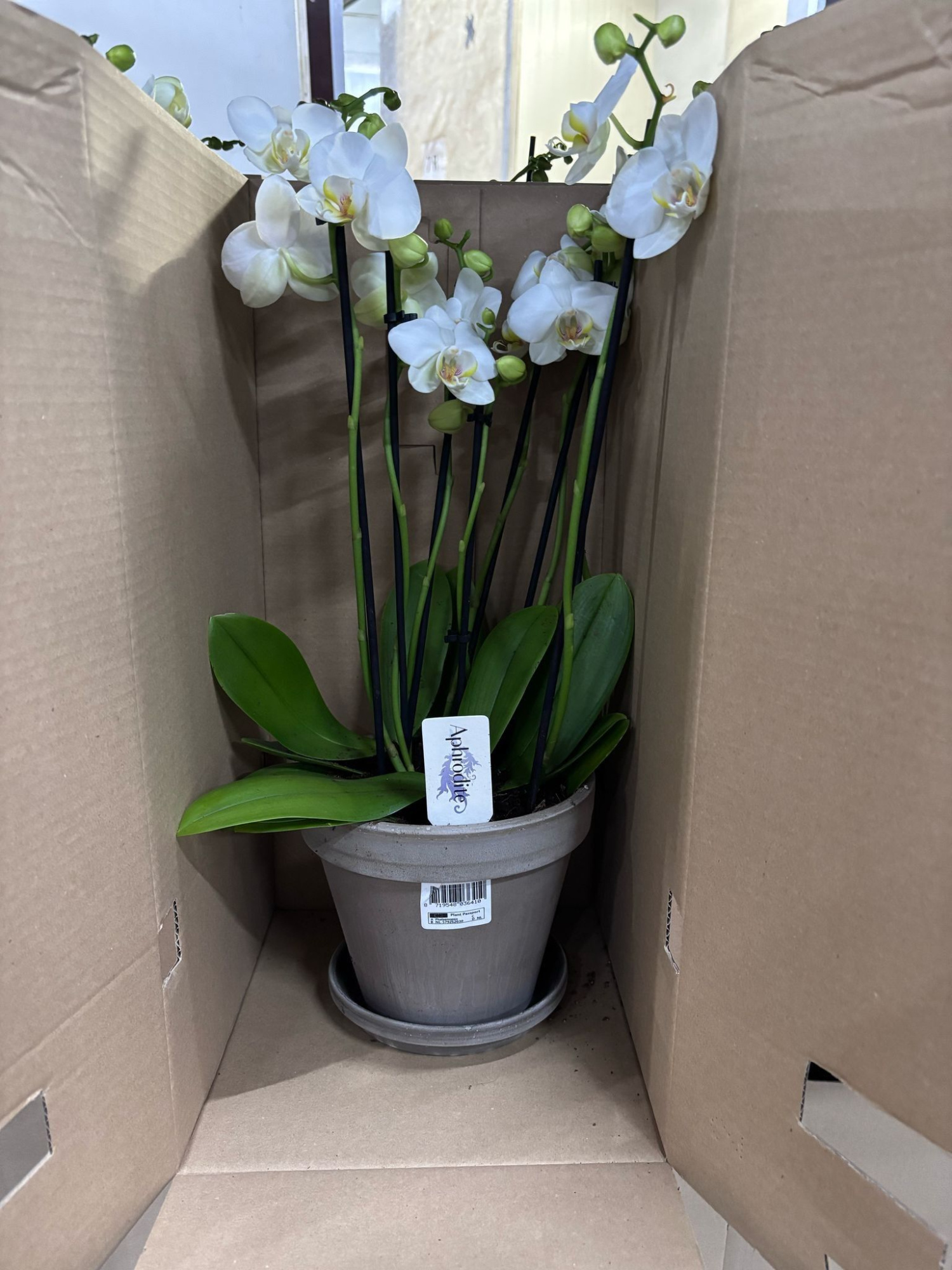 Phalaenopsis overig wit Mega 8 tak wit in Megane grijs pot 18cm met schotel, D 18 cm