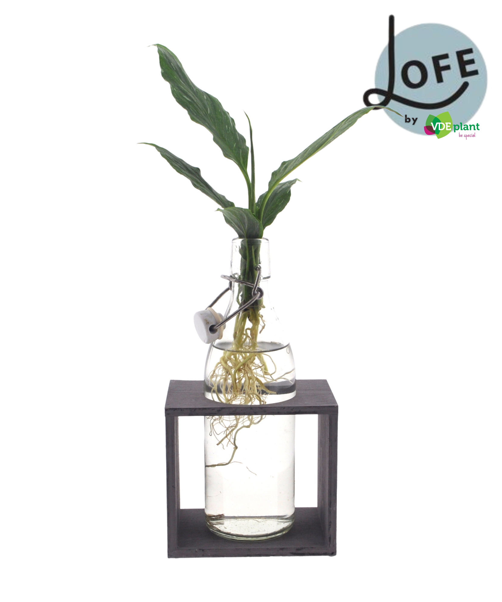 LOFE | Spathiphyllum in Ann Glas Medium + Single High, D 12