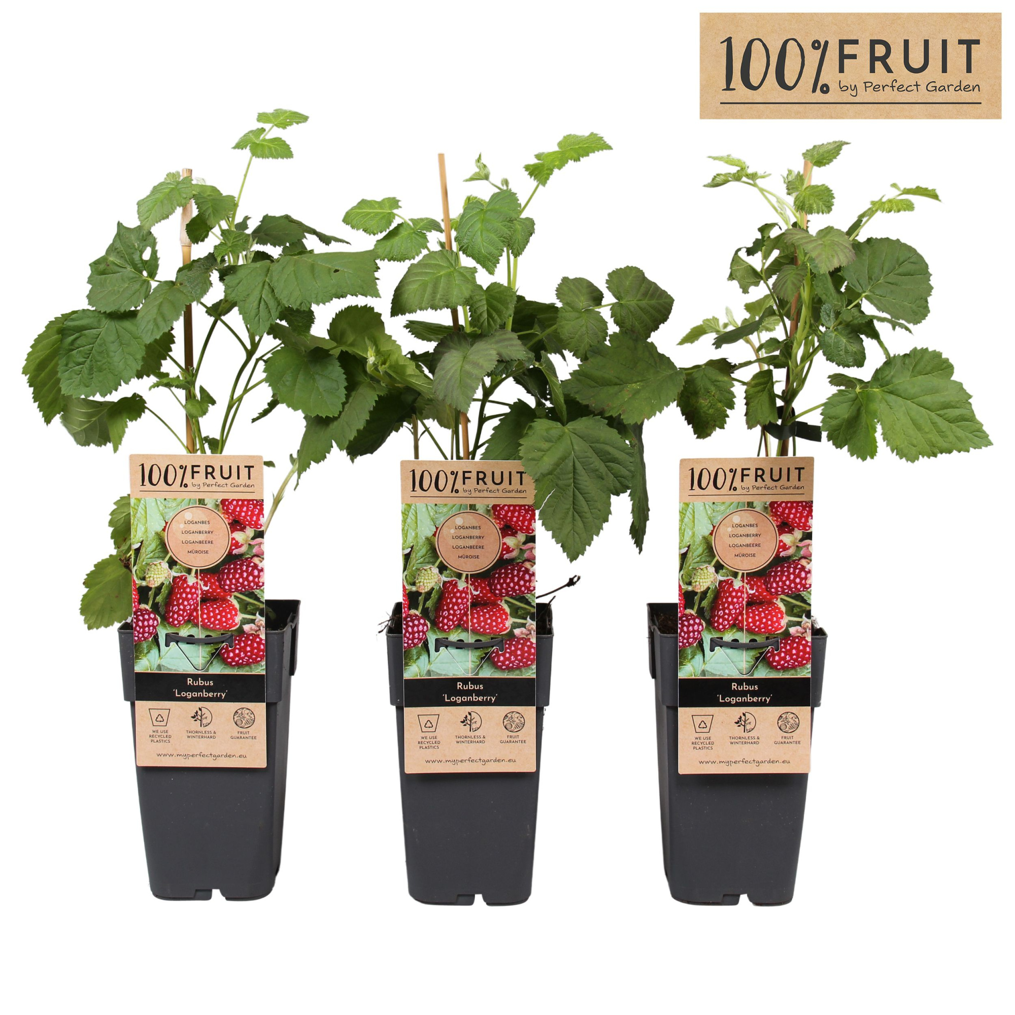 Rubus Thornless Loganberry P15, D 15 cm