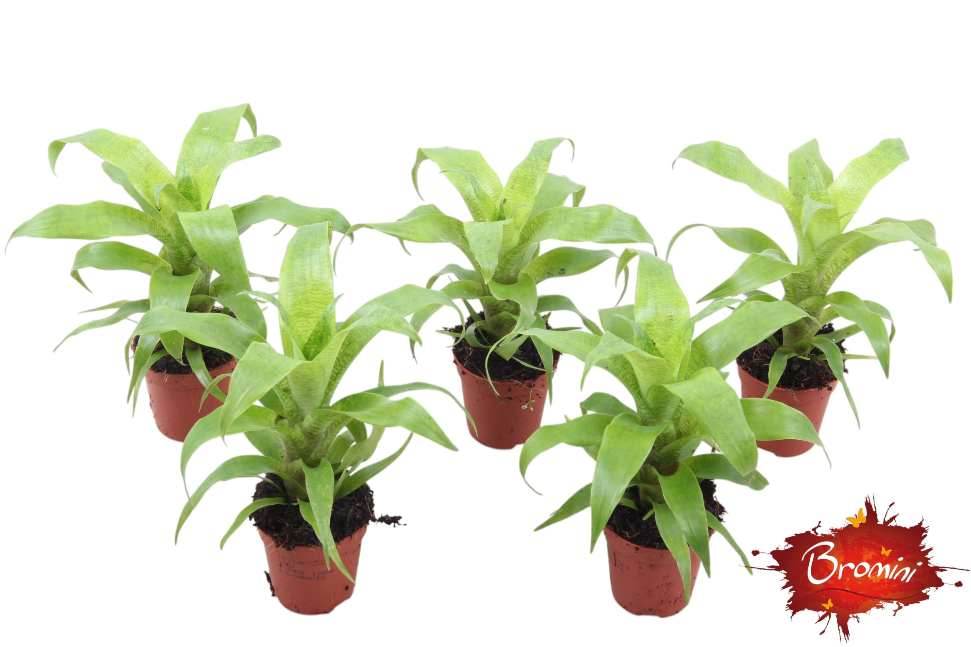 Vriesea Ospinae Forest, D 5,5