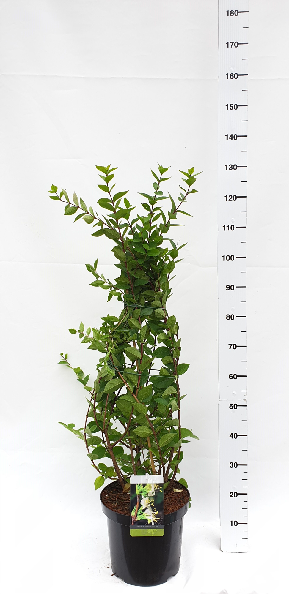 Lonicera fragrantissima, D 30 cm