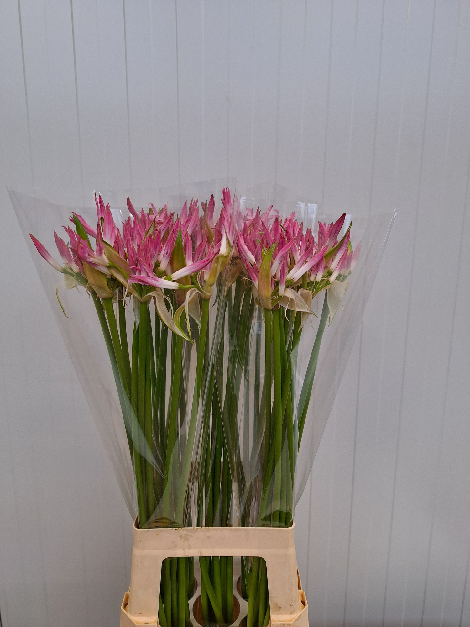 Нерине Карнавал 70, шт.