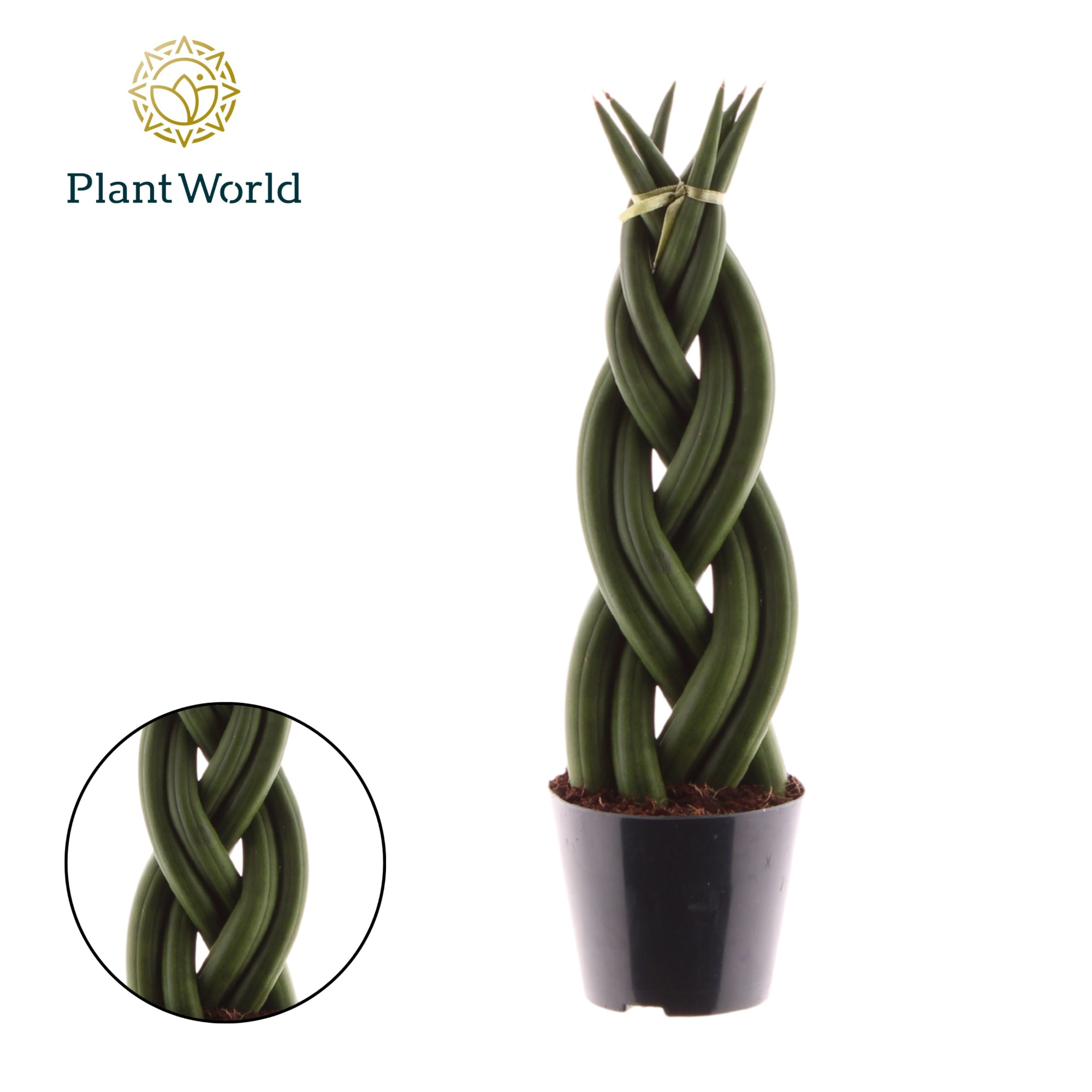 Sansevieria cylindrica 'Twist', D 8,5 cm