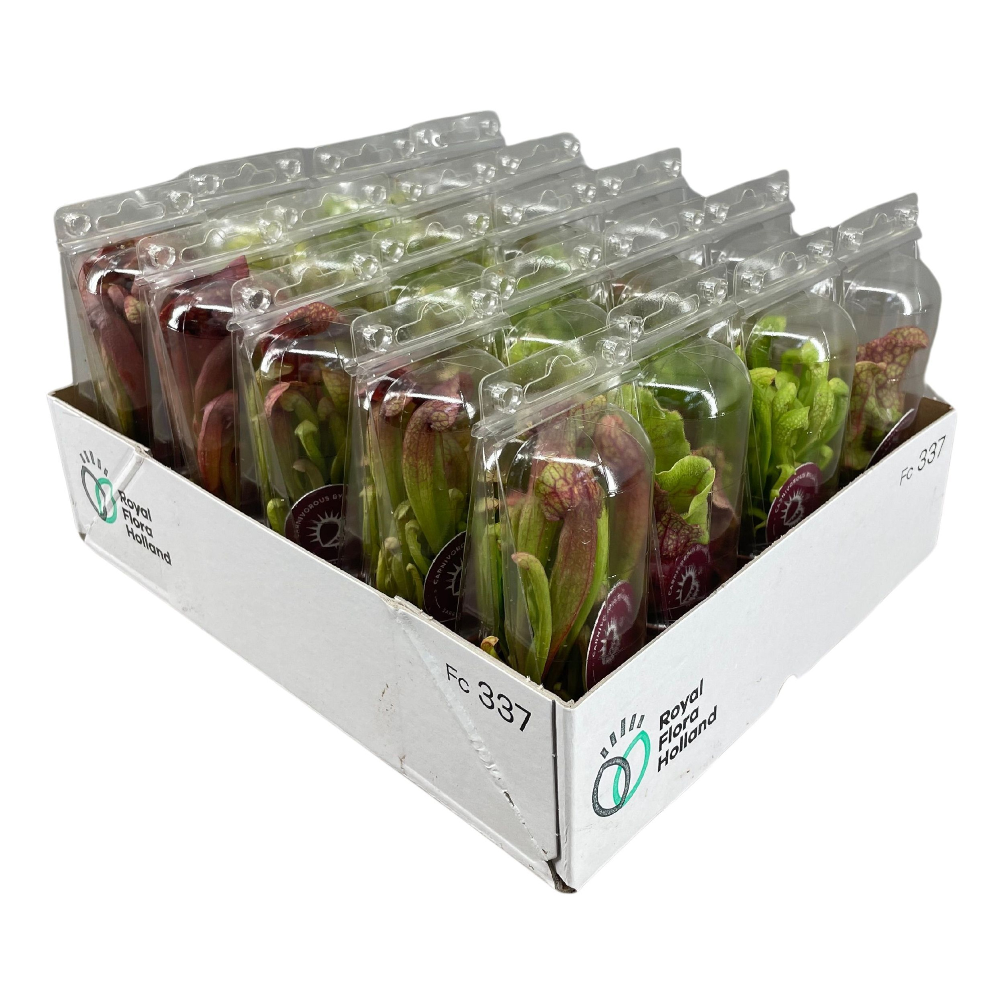 Sarracenia mix 5,5 cm in transparante blister, D 6 cm