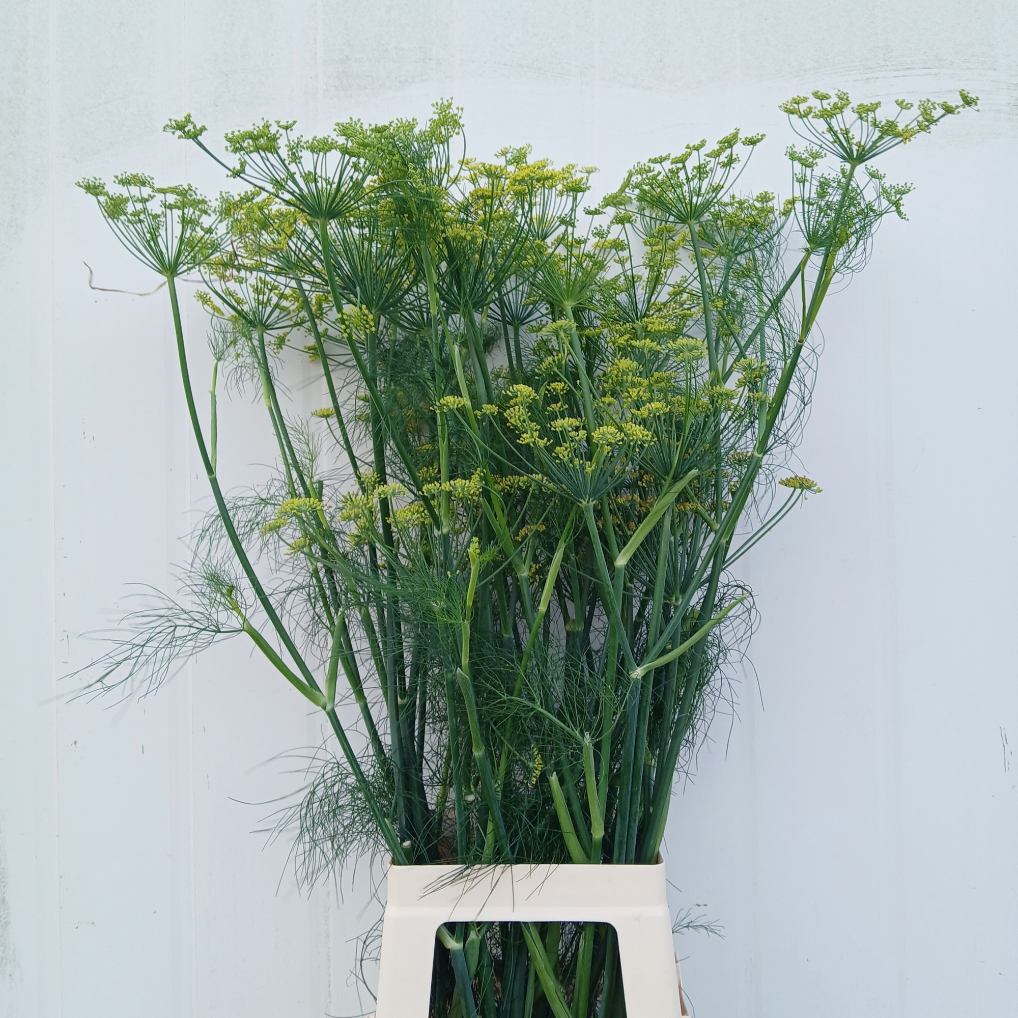 Фенхель Обыкновенный 100, шт.