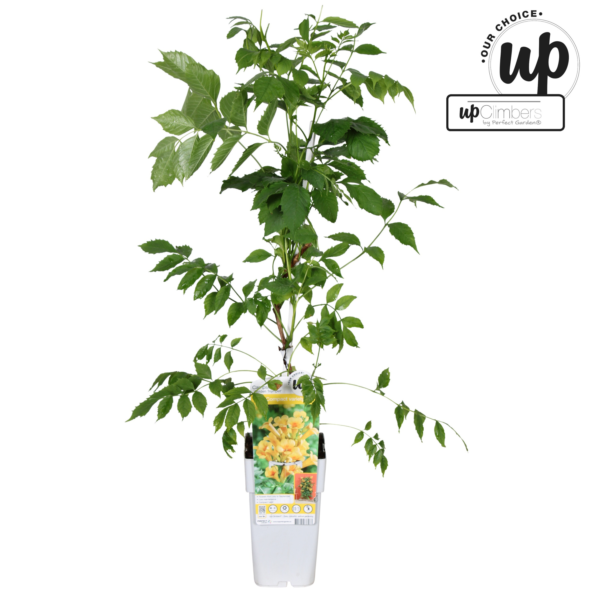 Campsis tagliabuana 'Golden Trumpet' P15, D 15 cm