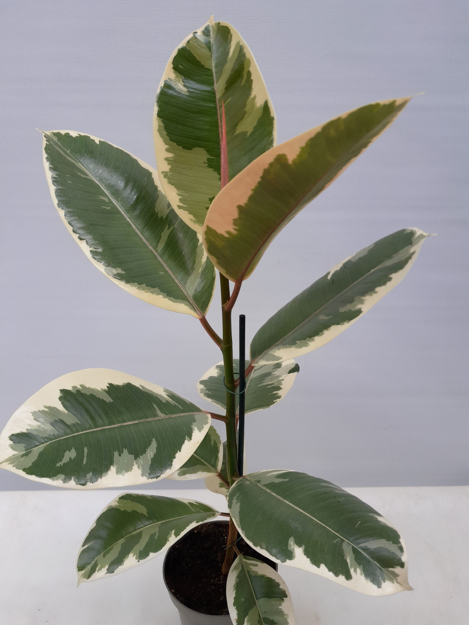 FICUS ELASTICA 'TINEKE', D 12